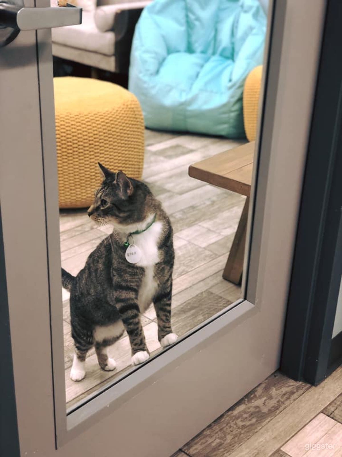 Door separating the reception area from the cat lounge