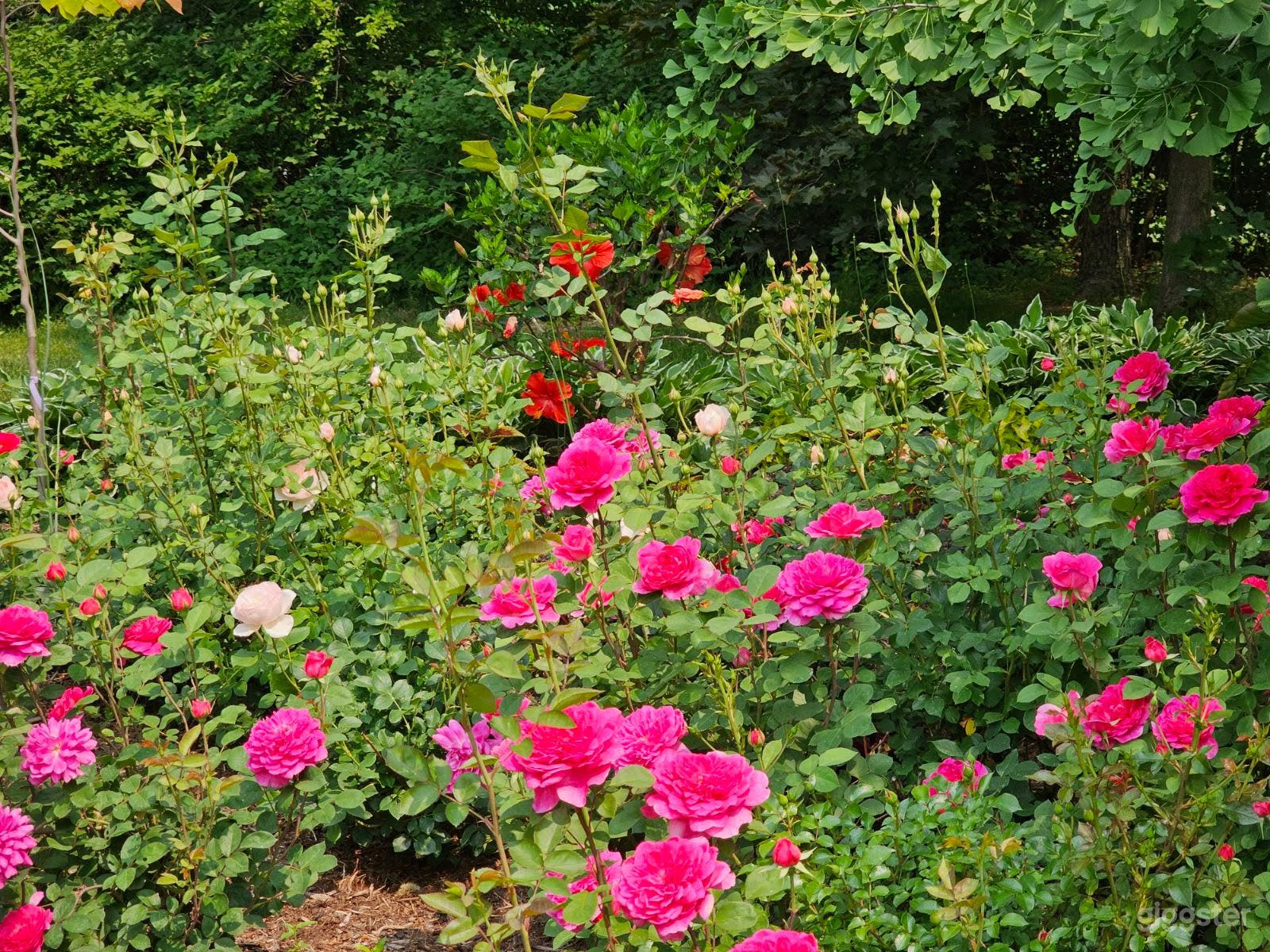 Rose Garden with Beautiful Gazebo on the Lake Side Photo 3