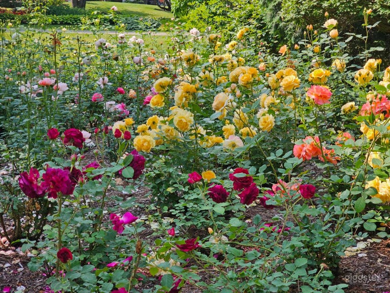  Rose Garden with Beautiful Gazebo on the Lake Side 