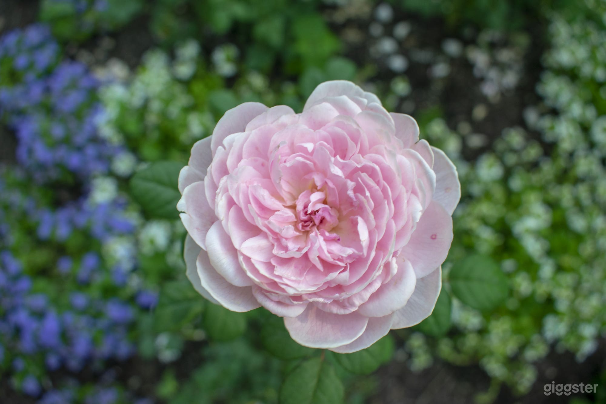 Rose Garden with Beautiful Gazebo on the Lake Side Photo 2