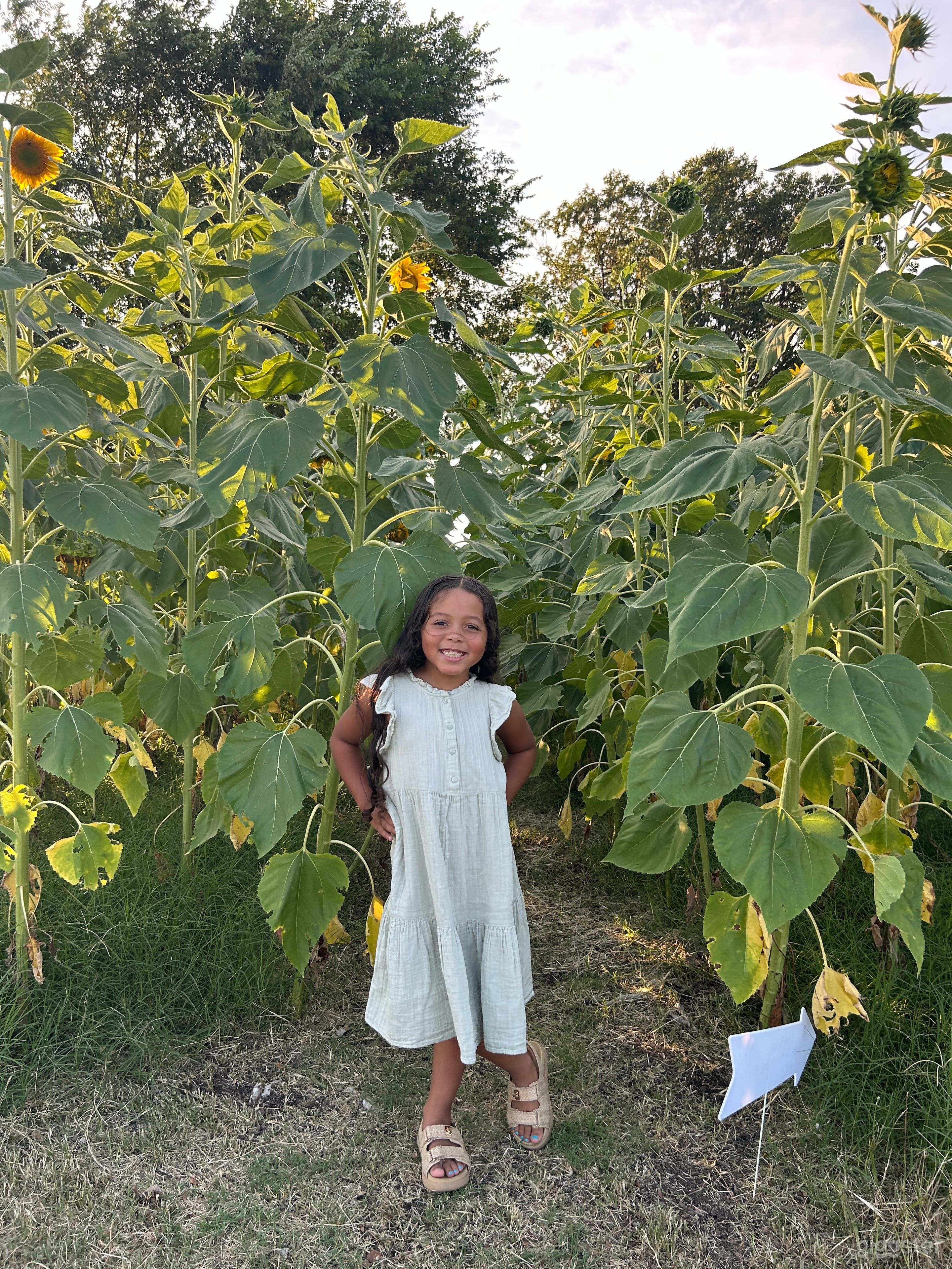 The Sunflower Farm  Photo 3