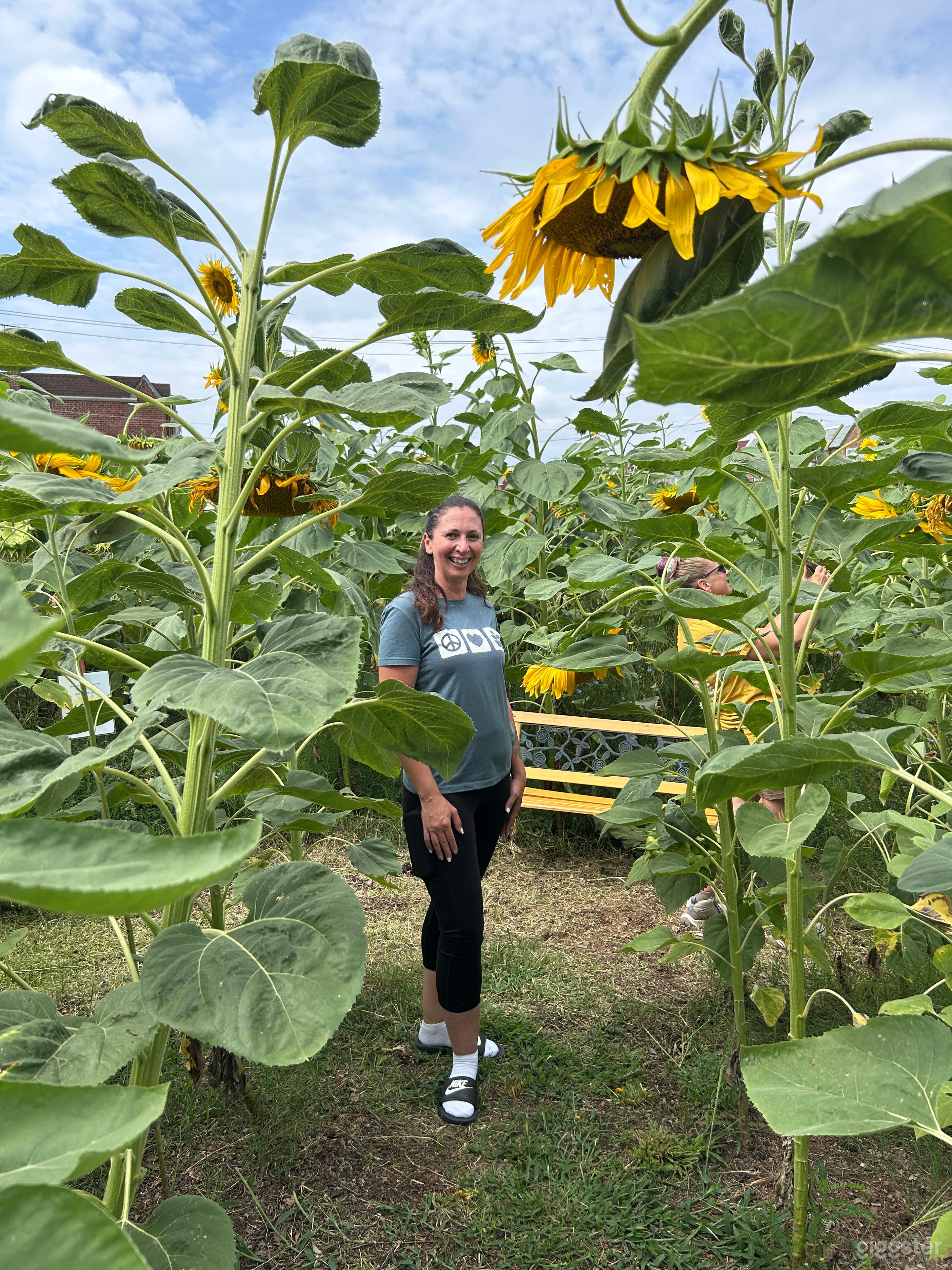 The Sunflower Farm  Photo 4