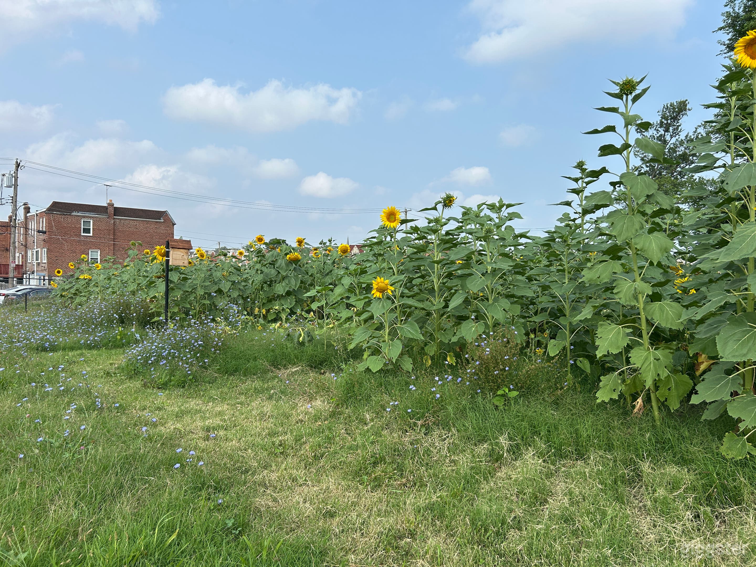 The Sunflower Farm  Photo 1