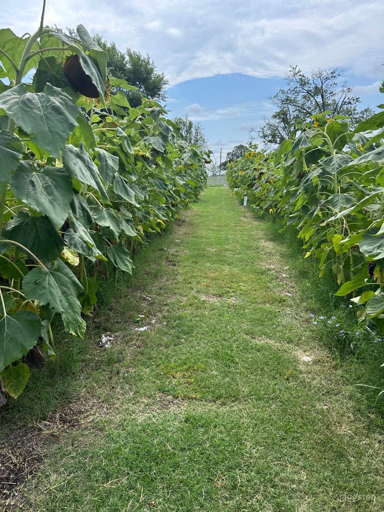 La Ferme de Tournesols 