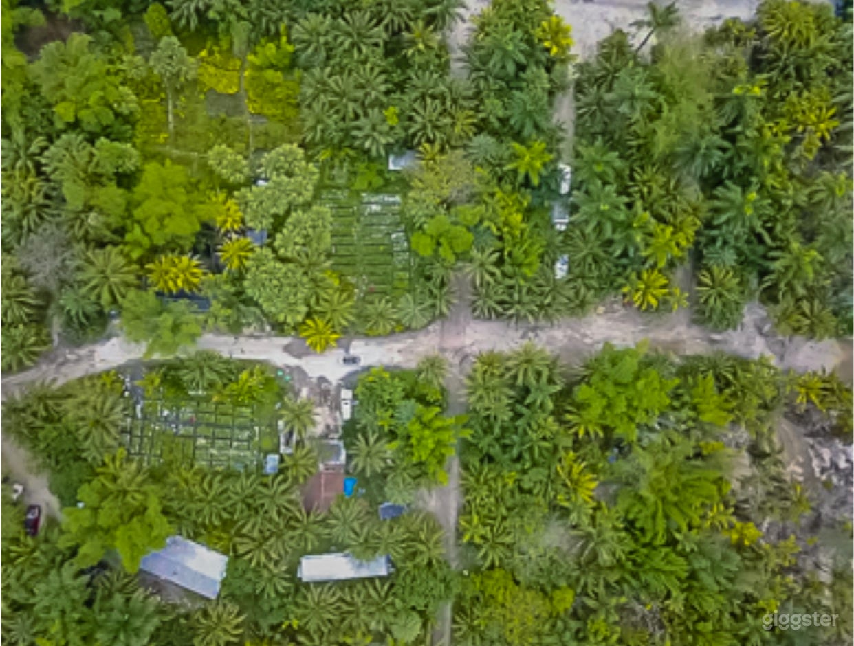 Coconut palm tree farm and tropical nursery Photo 2