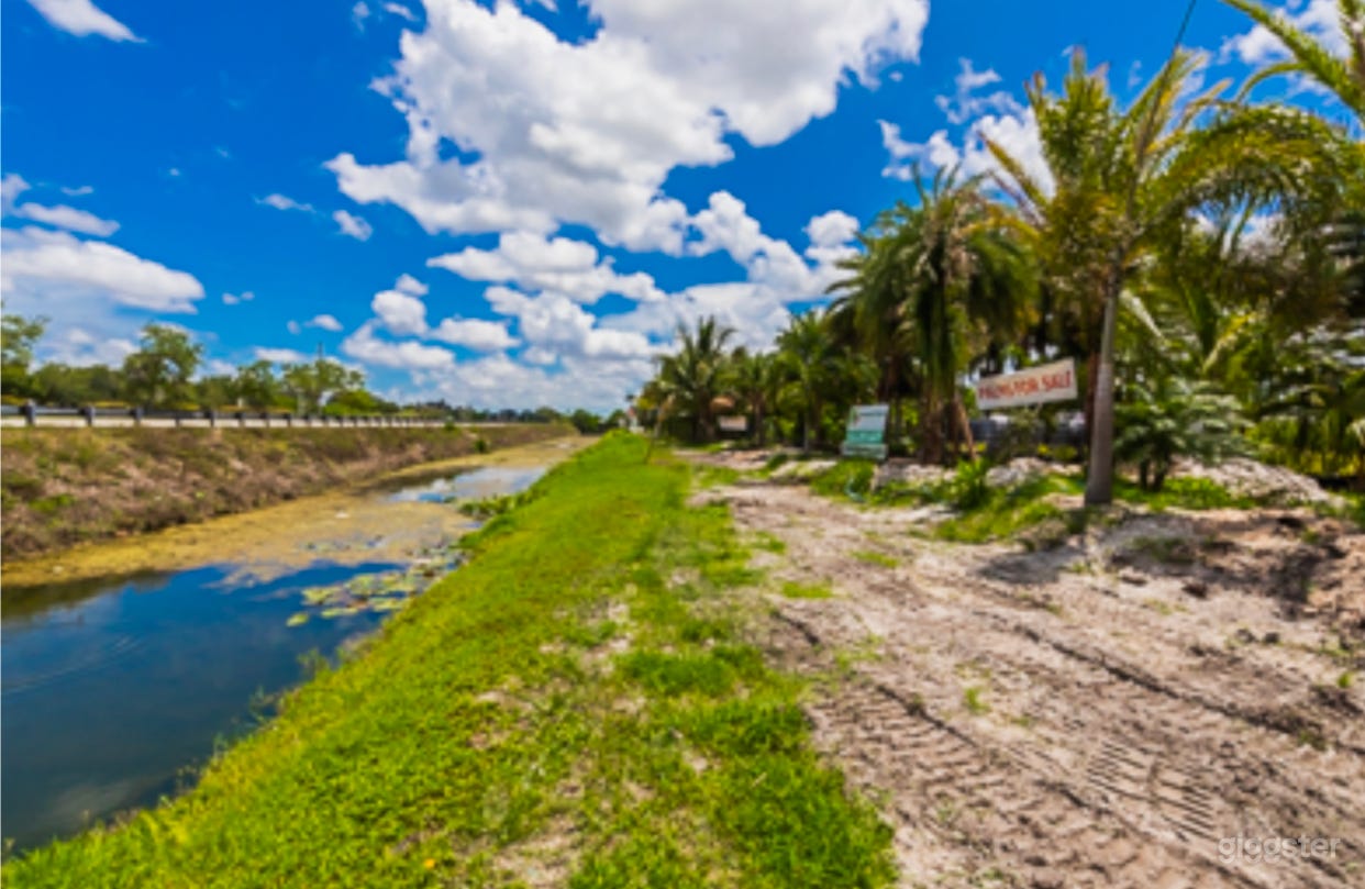 Coconut palm tree farm and tropical nursery Photo 1