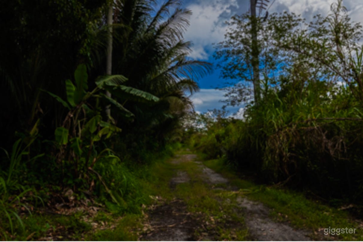 Coconut palm tree farm and tropical nursery Photo 3