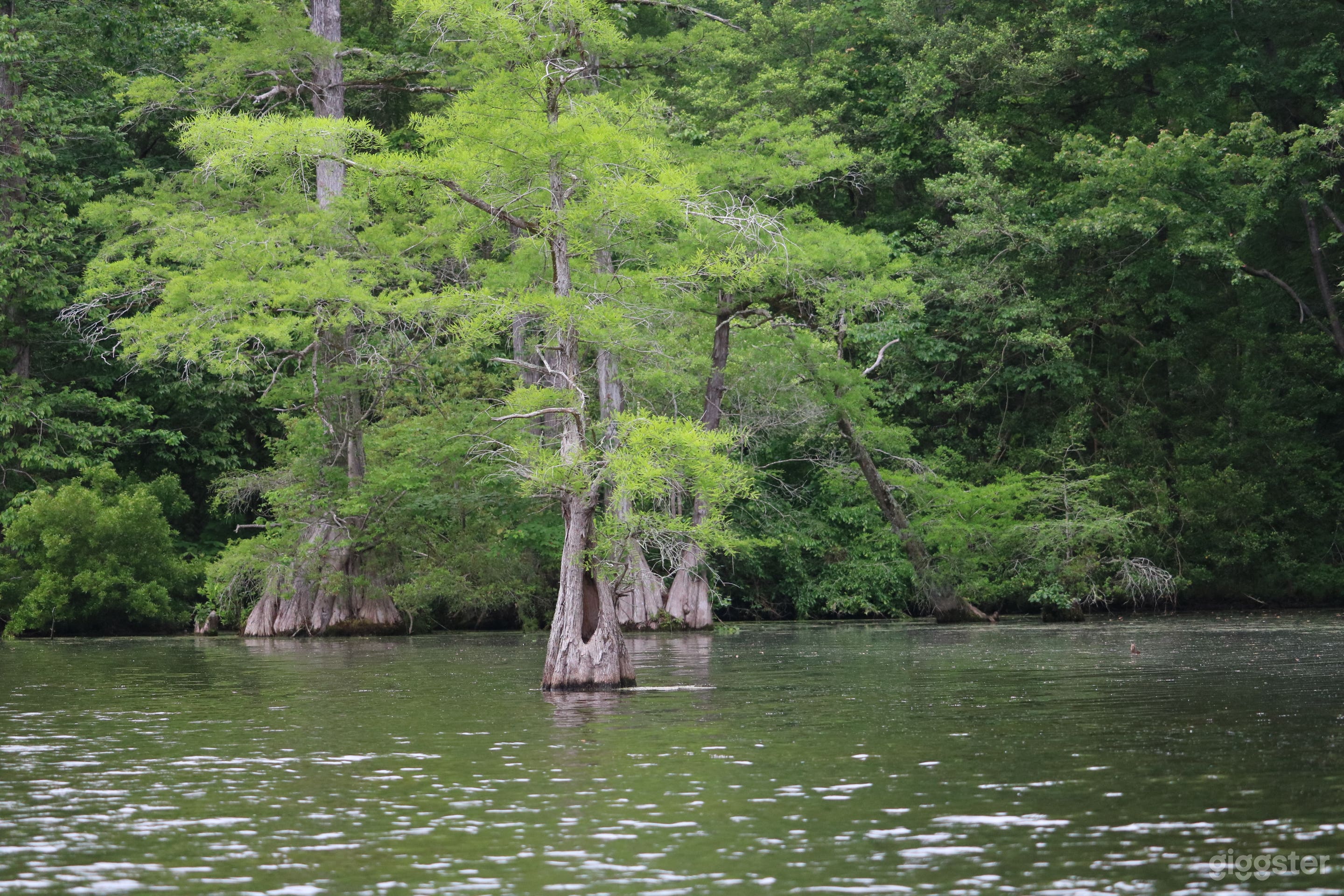 A rustic haven in Williamsburg, Virginia Photo 1