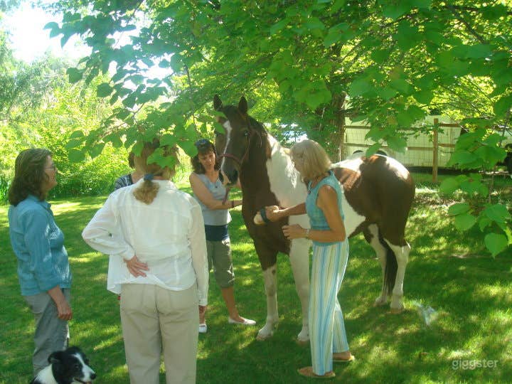 One of our equine-assisted Reiki sessions