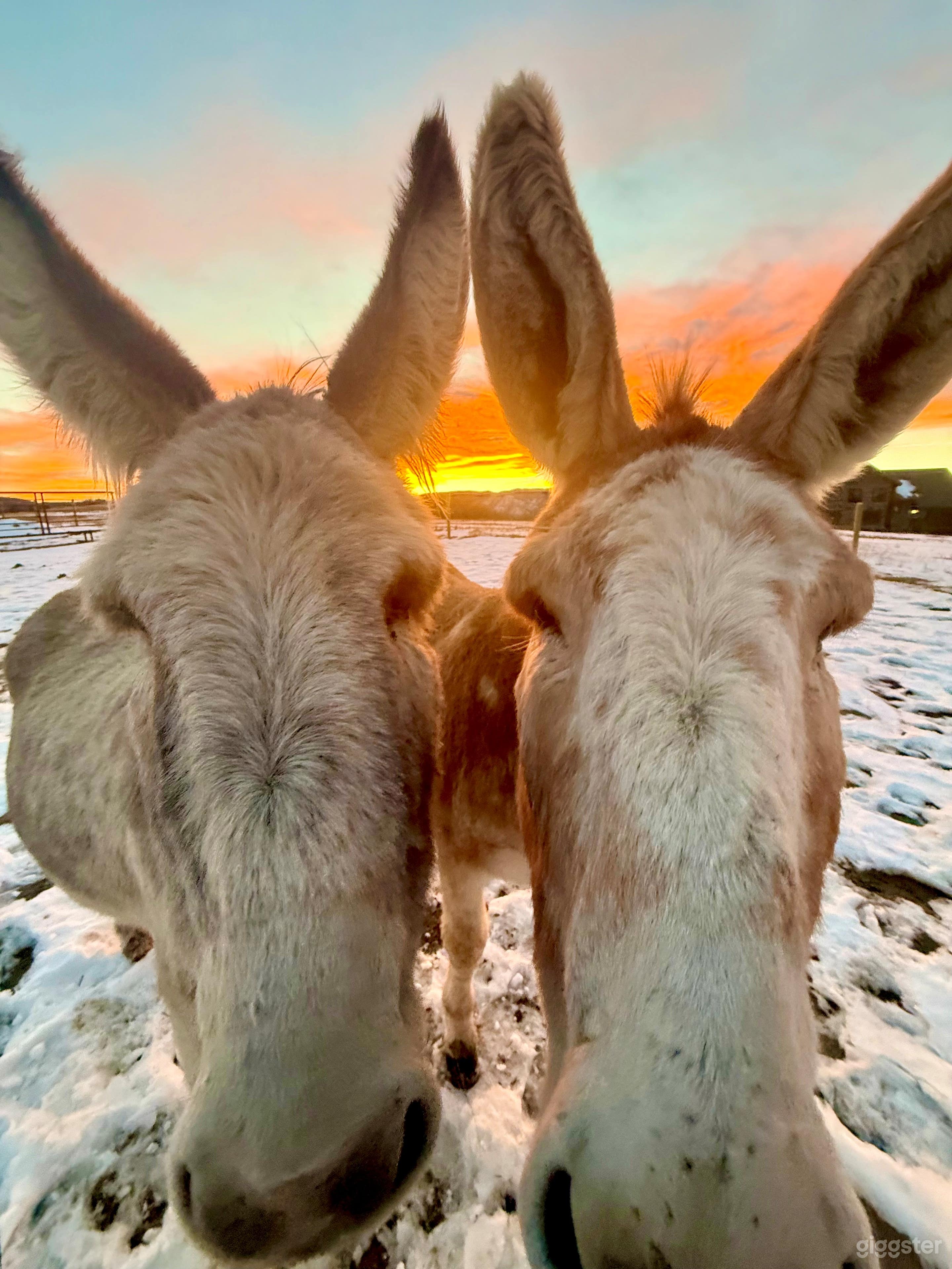 Stunning Horse Ranch - Beautiful Landscapes & Wildlife Photo 4
