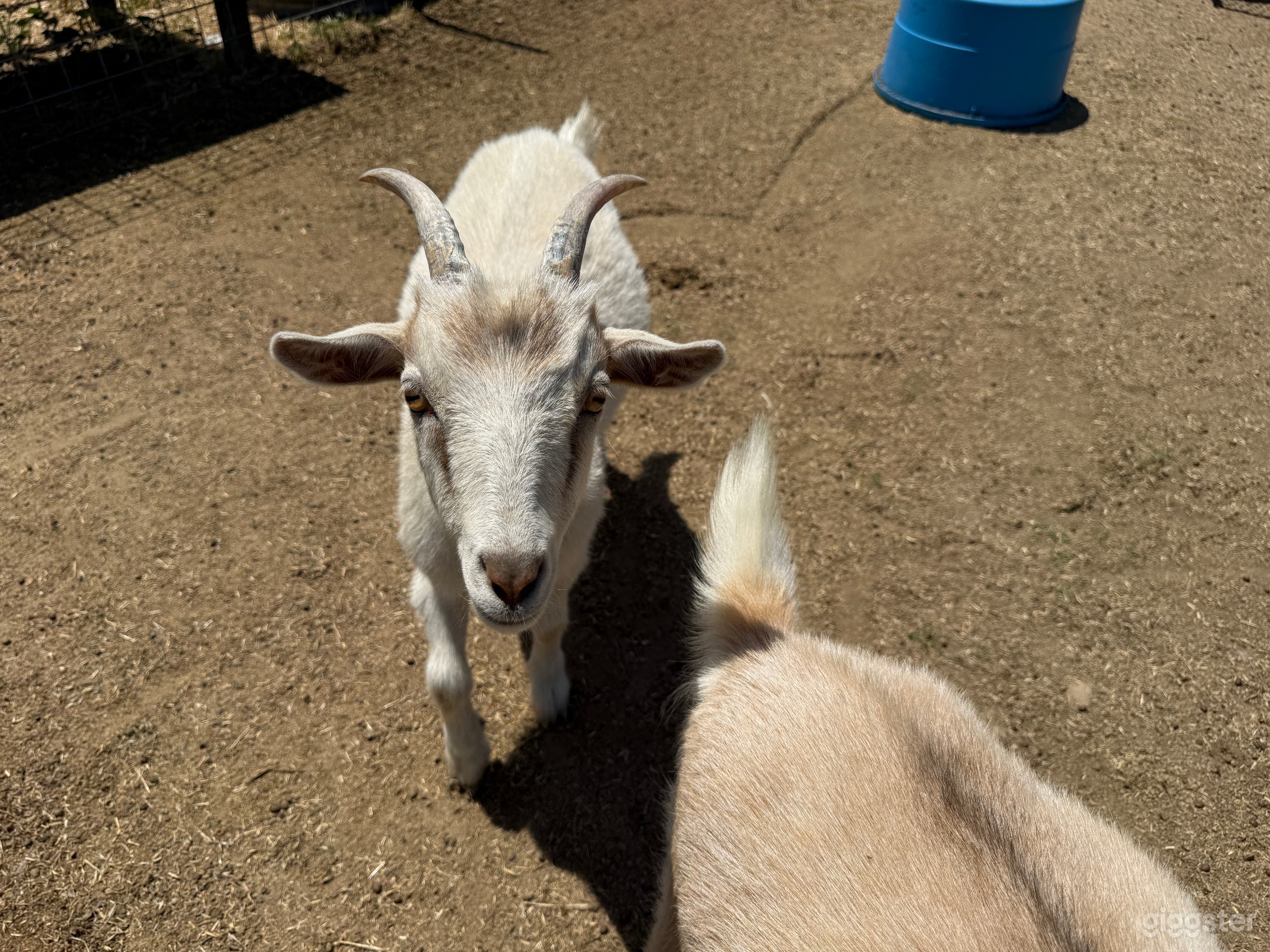 20 Acre Farm with Pond and Animals Photo 4