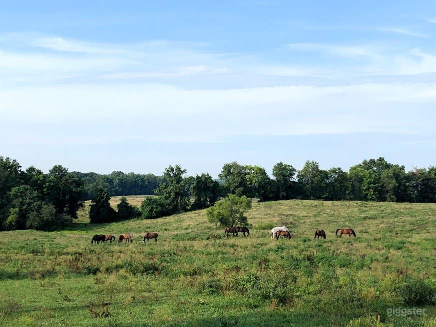 Antebellum Greek-Revival-Style Mansion  Photo 3