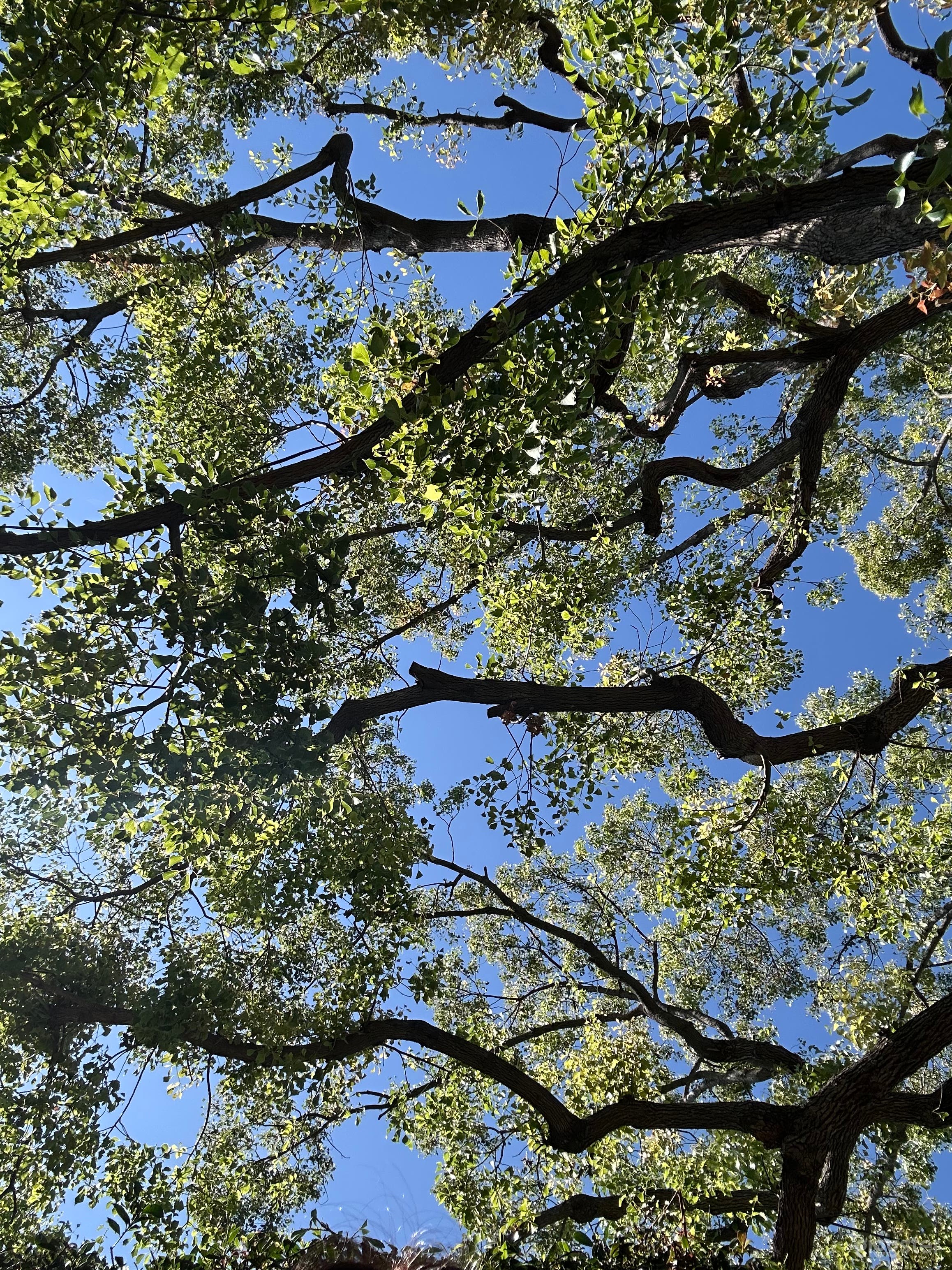 Charming Modern California Ranch Home with Mini Orchard Photo 2