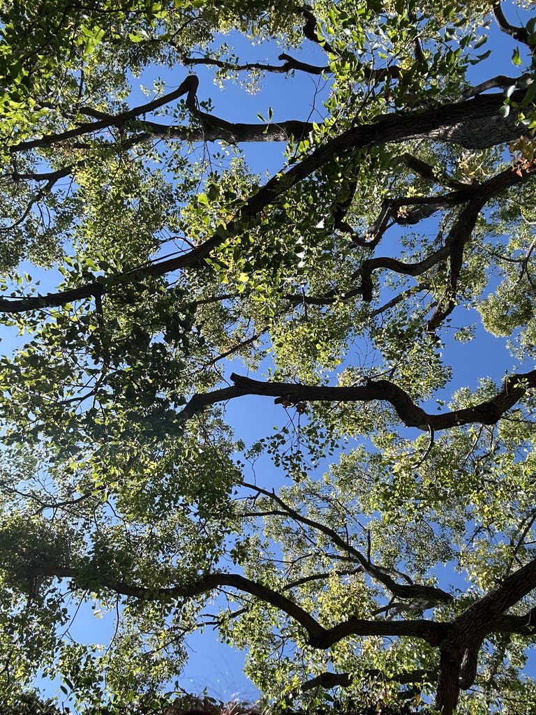  Charming Modern California Ranch Home with Mini Orchard 