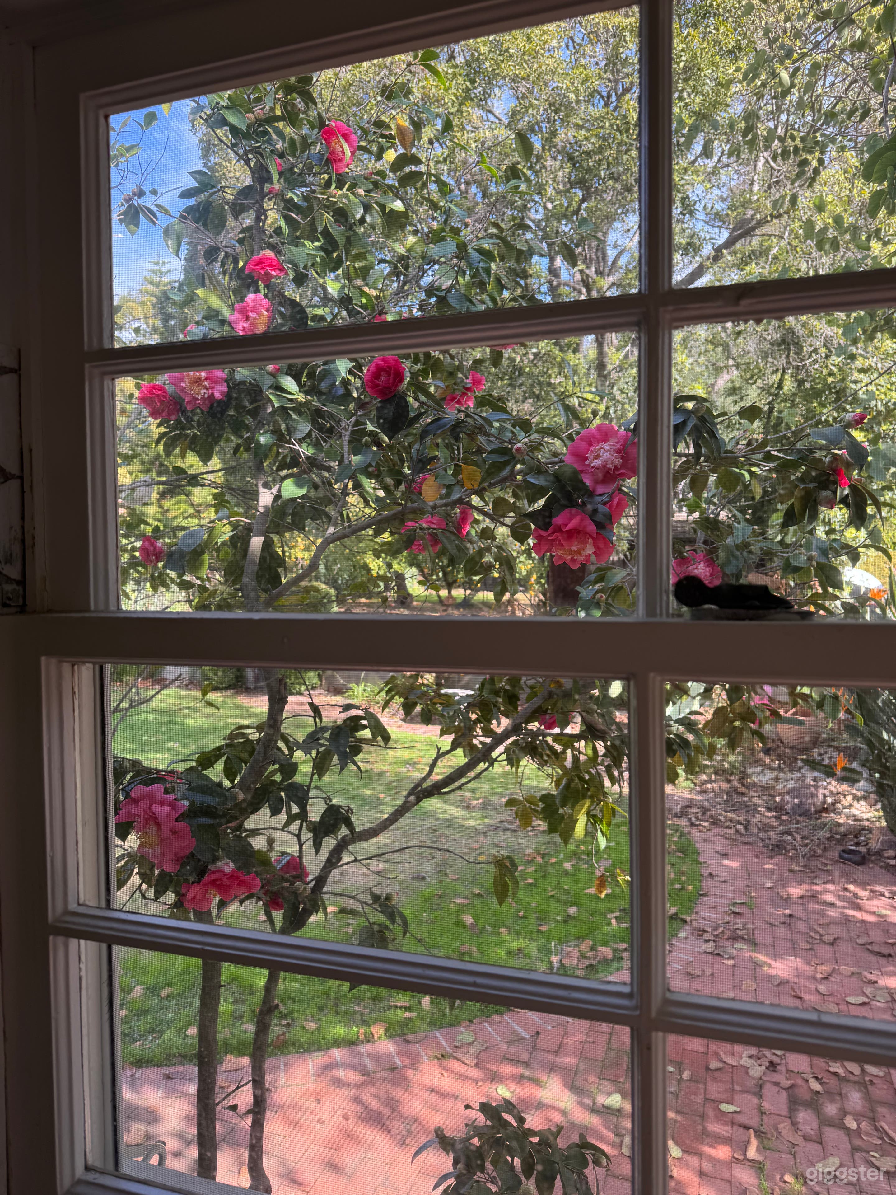 Charming Modern California Ranch Home with Mini Orchard Photo 4