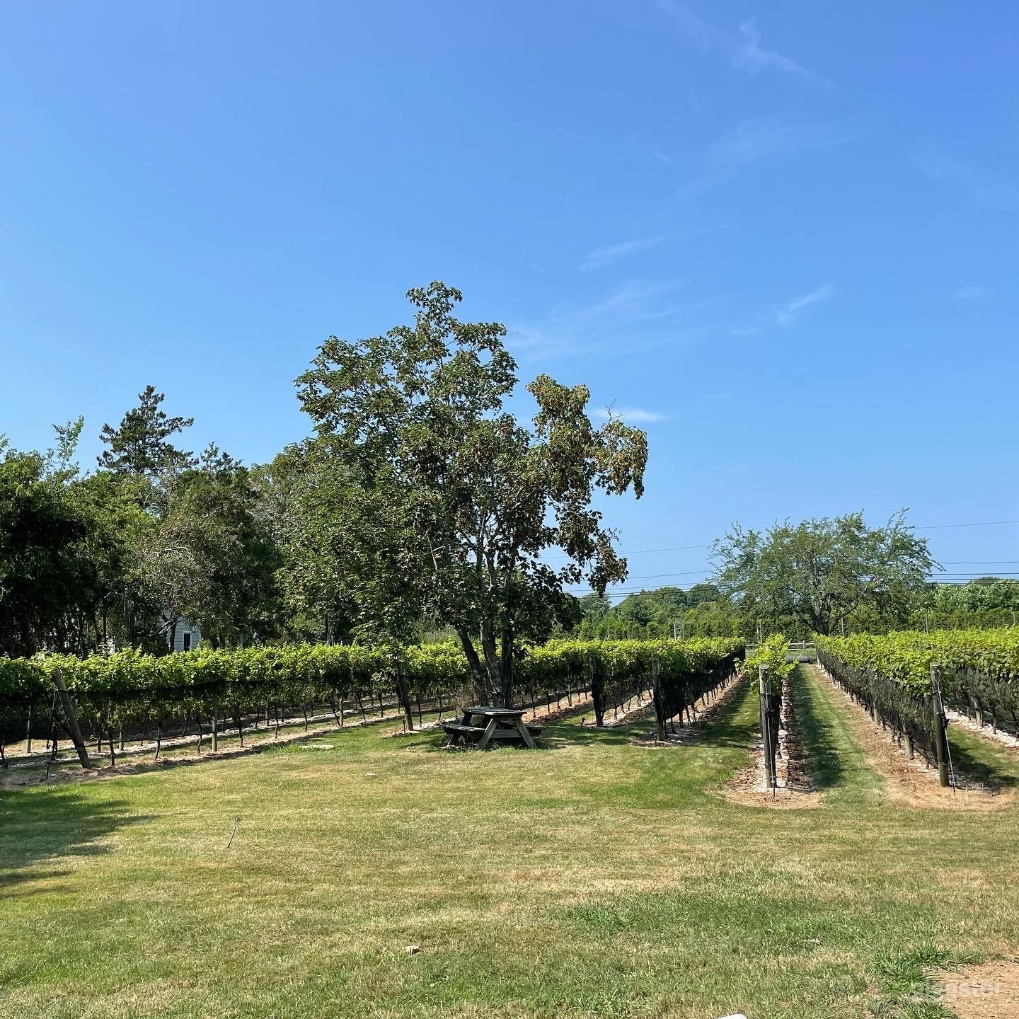 Modern Farmhouse Private Vineyard Estate Photo 1