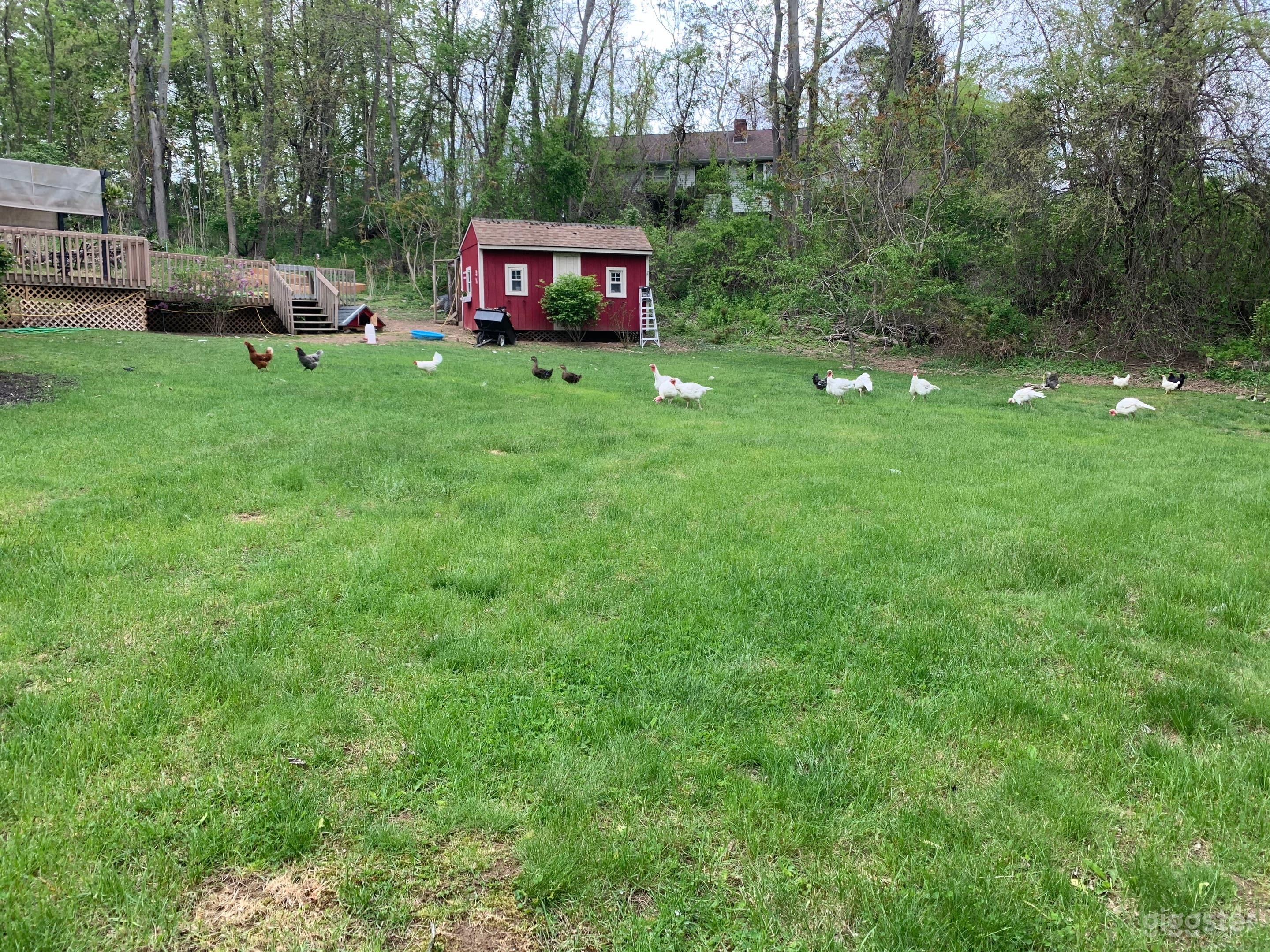 Modern Ranch House in Kingston, NY (11.4 acres) Photo 3