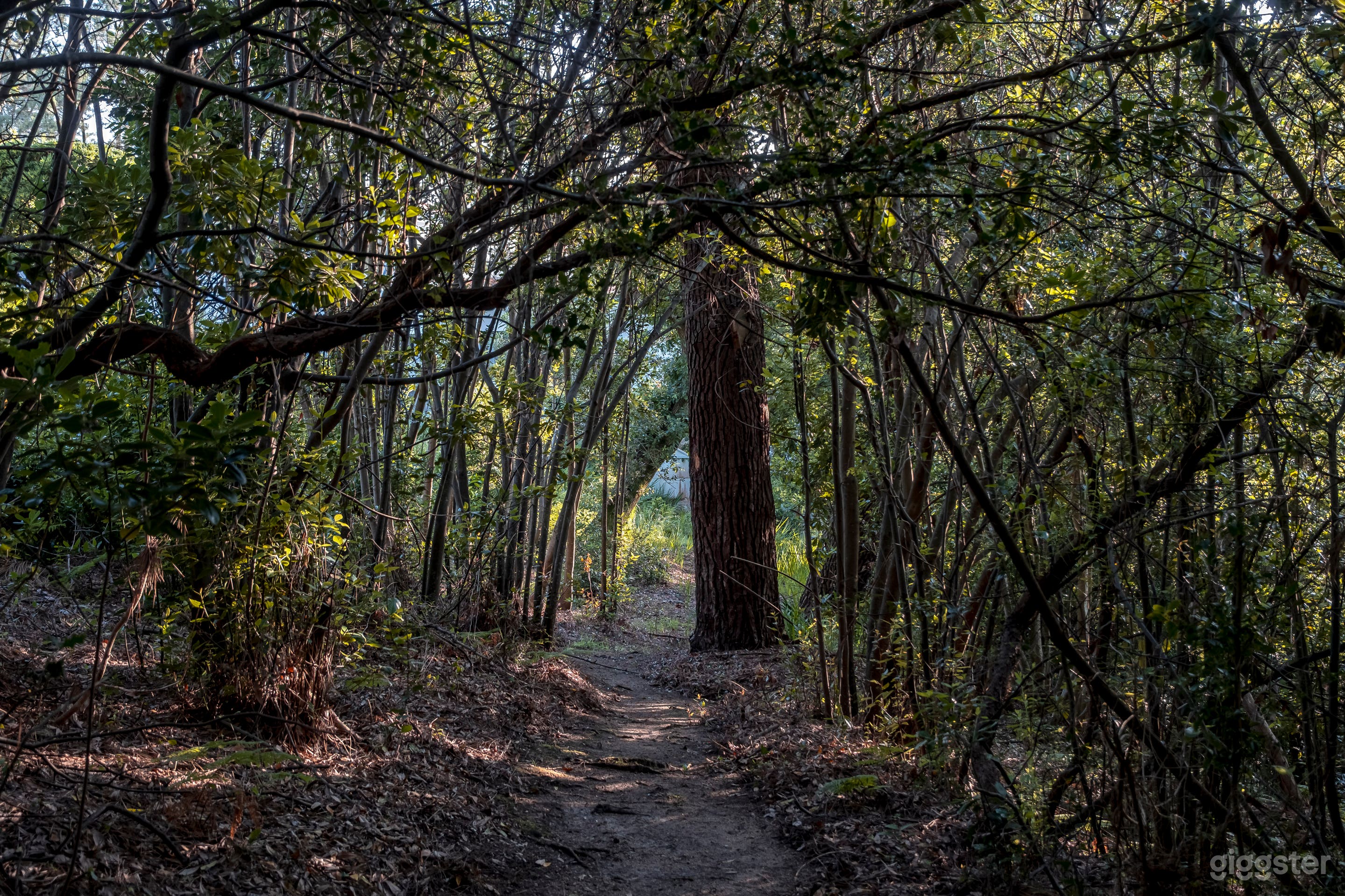 Elegant Estate Backyard with Garden and Driveway Photo 3