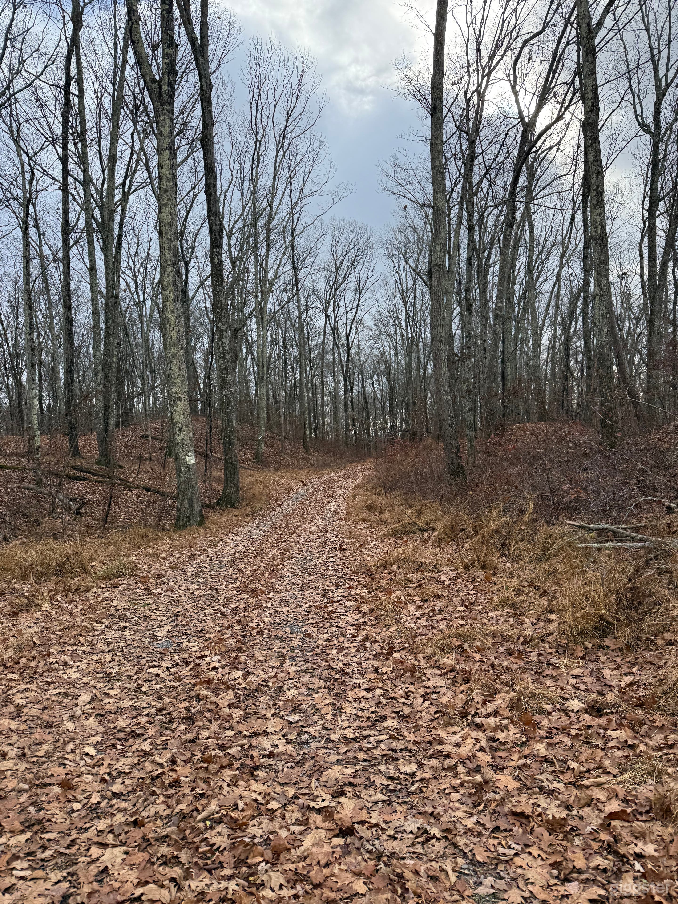 Beautiful Dutchess County 10.9 Acres of natural flora Photo 3