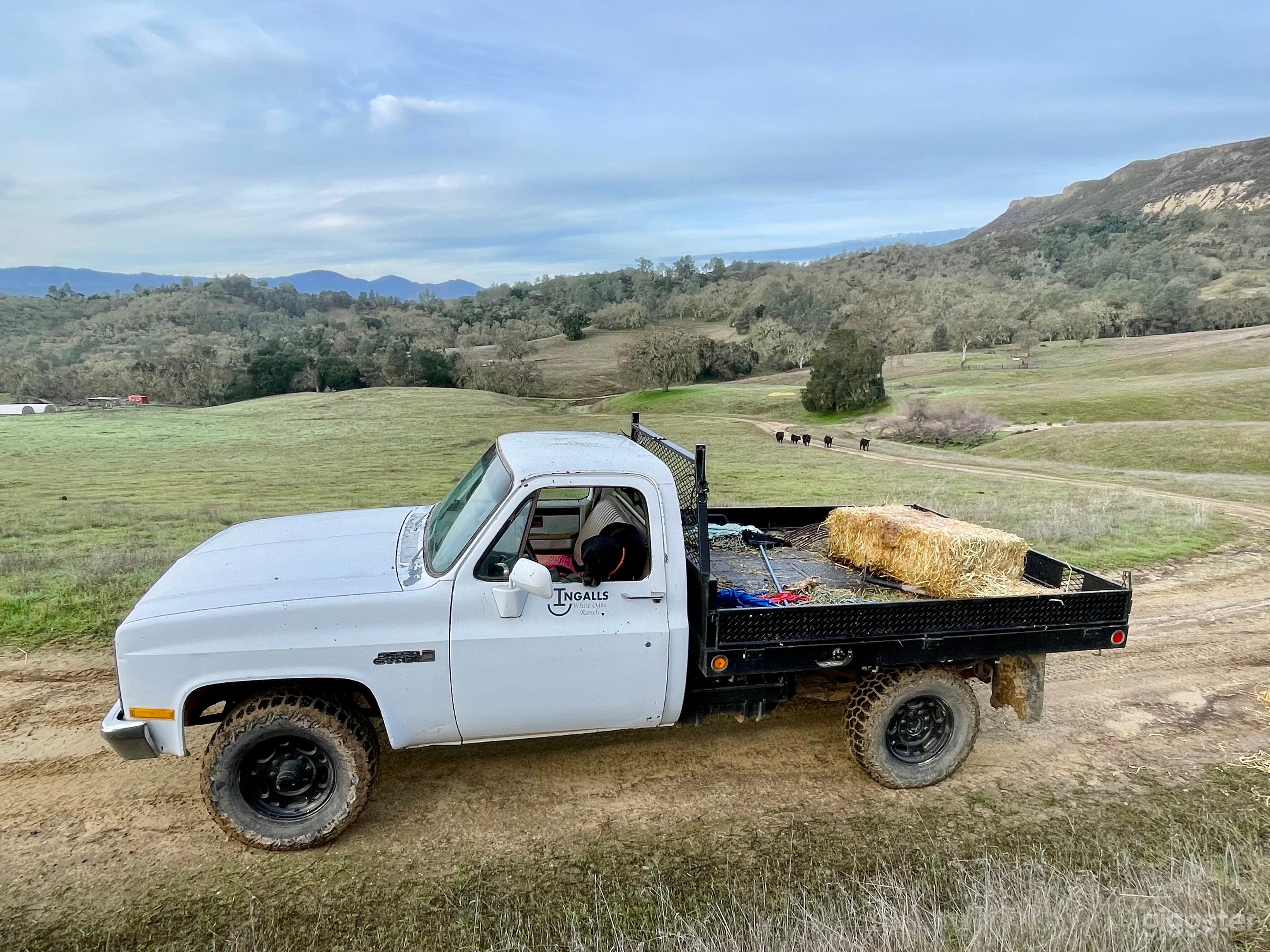 White Oaks Ranch - Working Cattle Ranch Photo 3