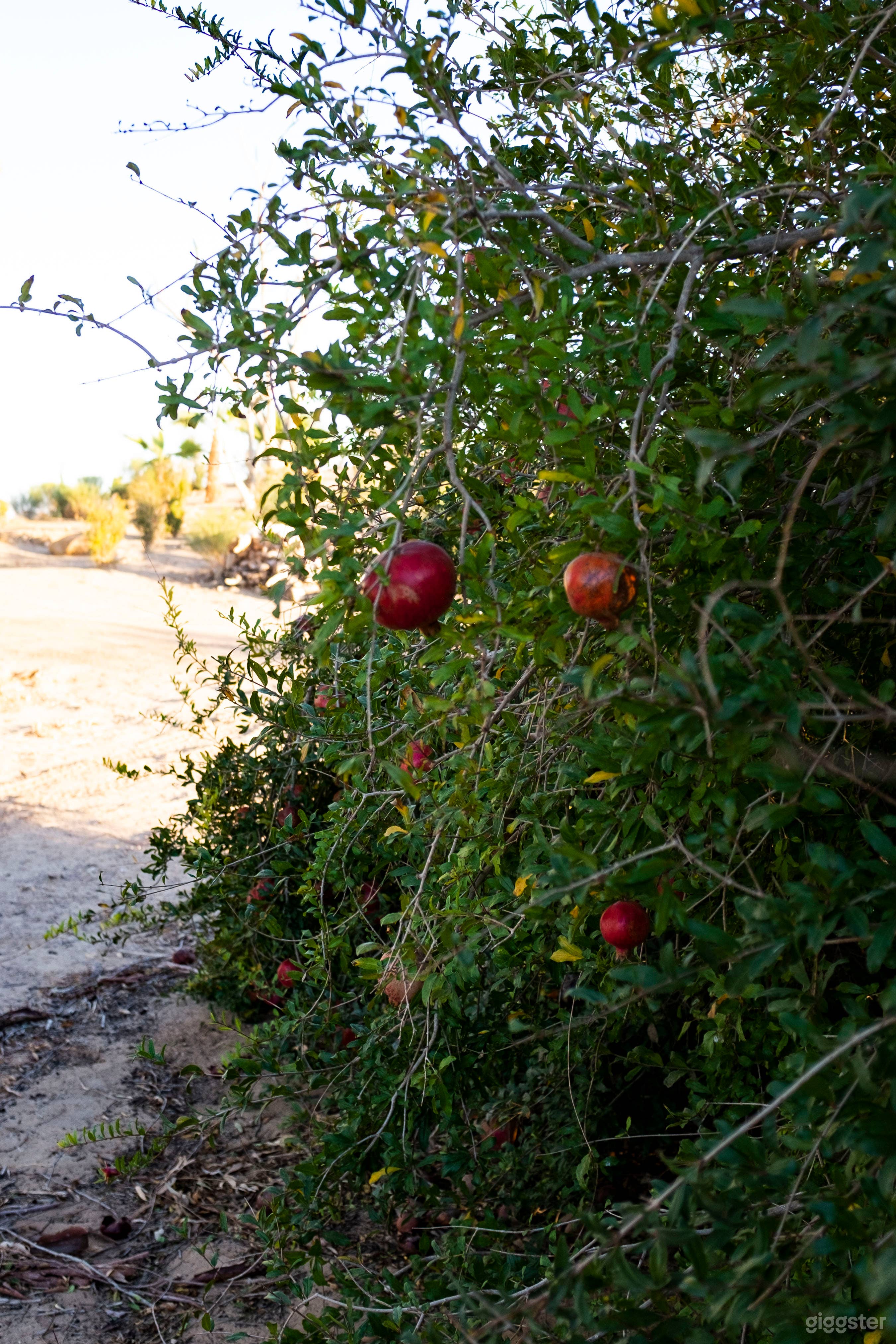Desert Oasis Ranch Photo 4