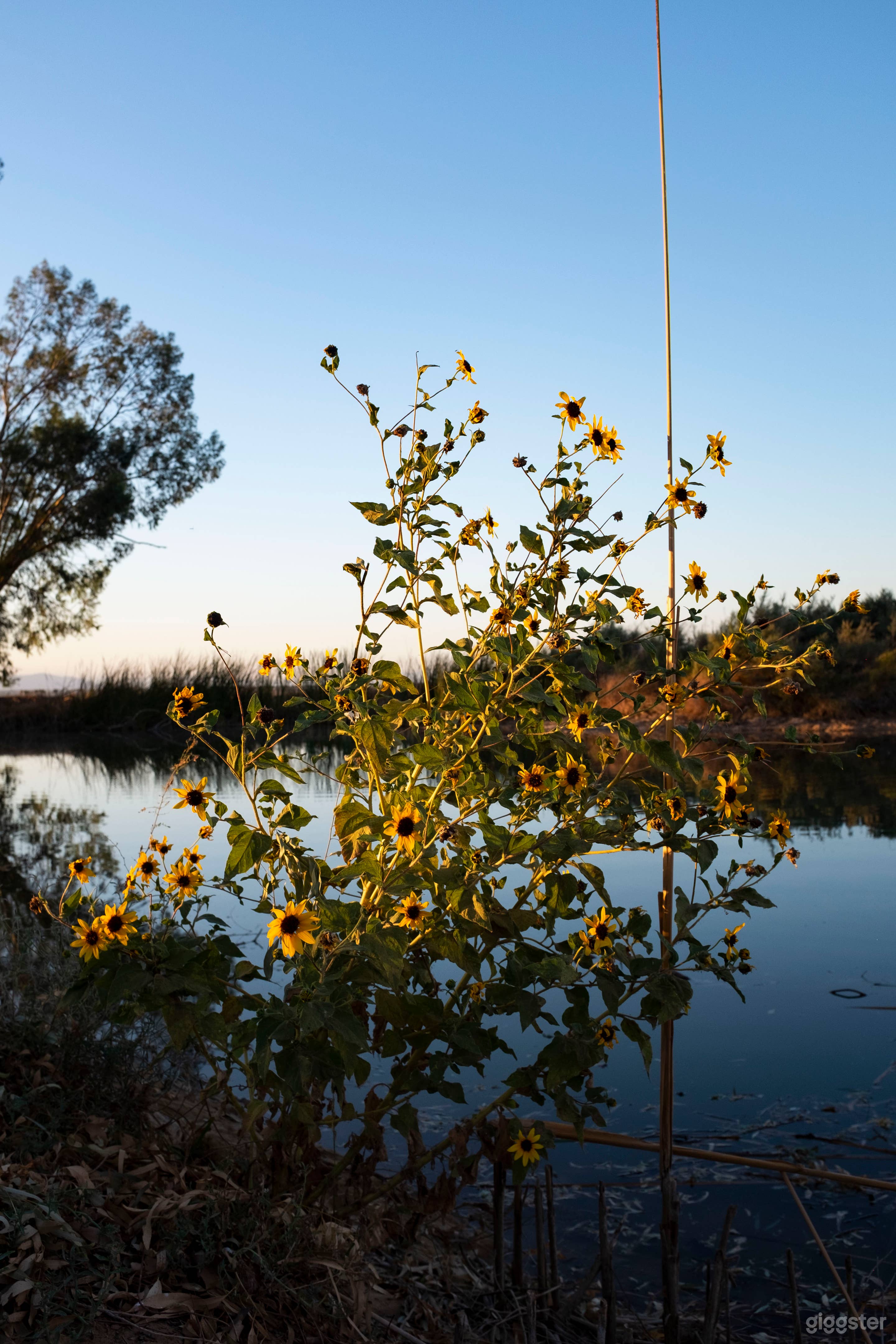 Desert Oasis Ranch Photo 3