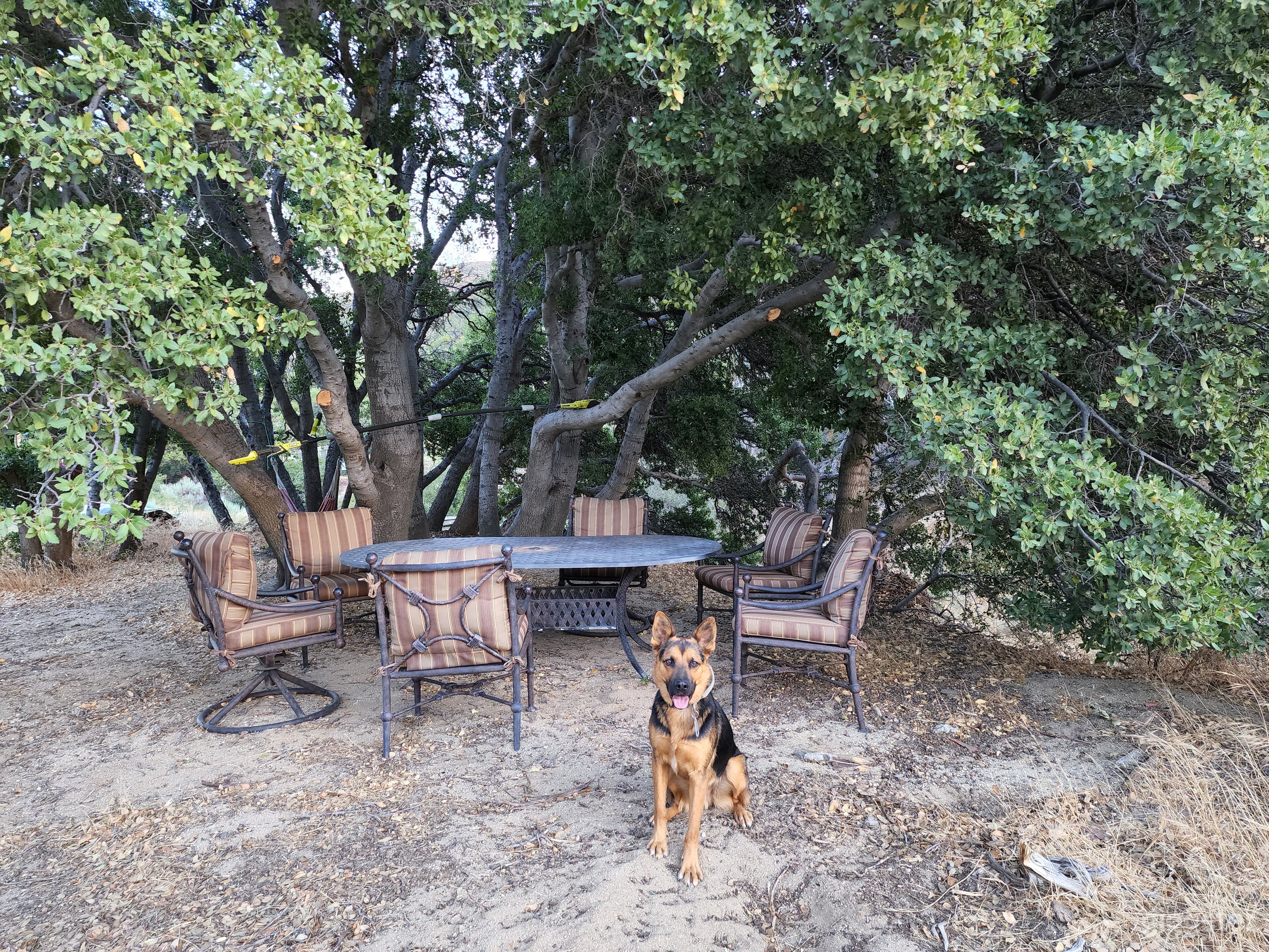 Private Secluded Oak Forest Film Location - easy access Photo 3