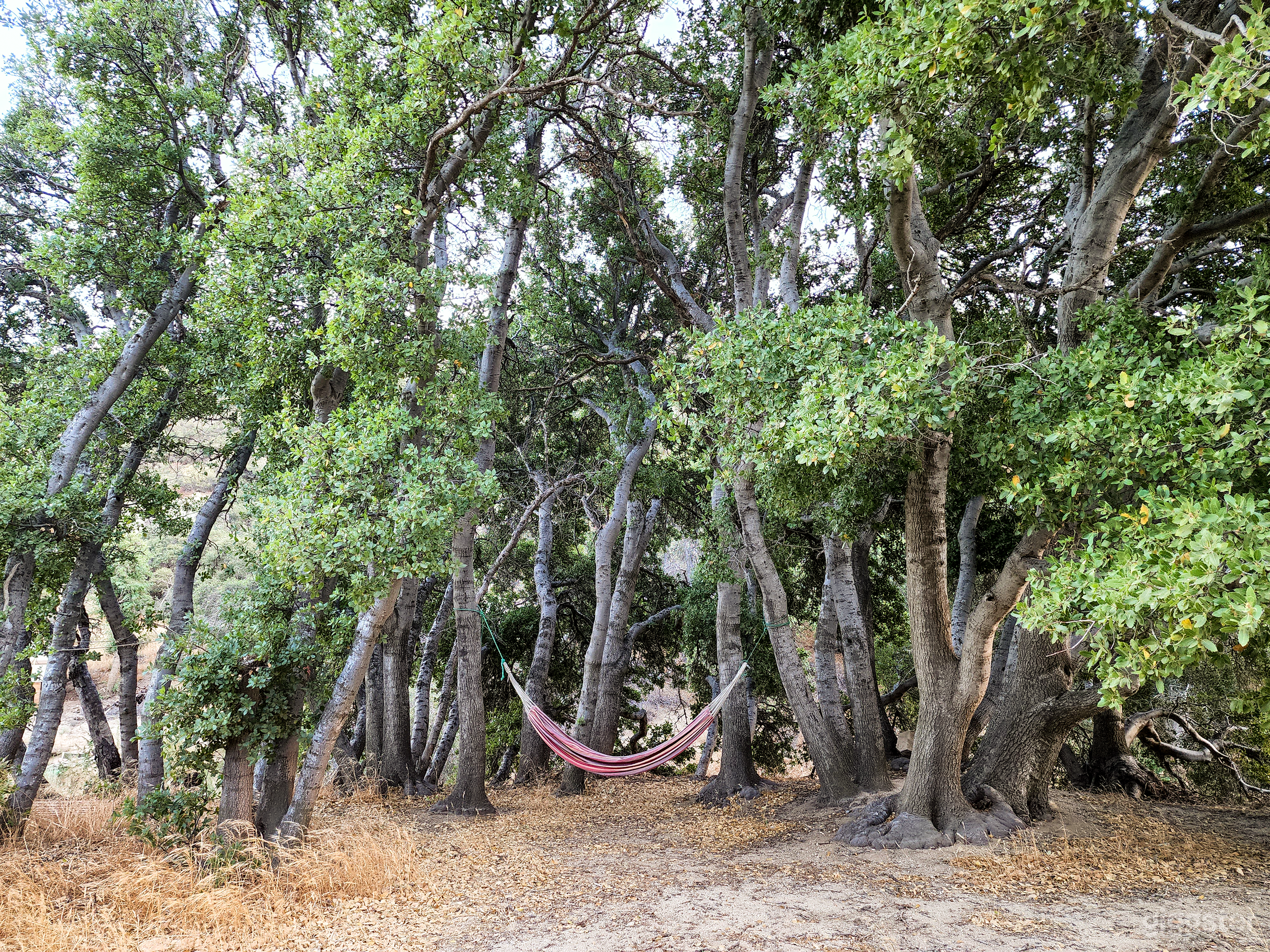 Private Secluded Oak Forest Film Location - easy access Photo 4