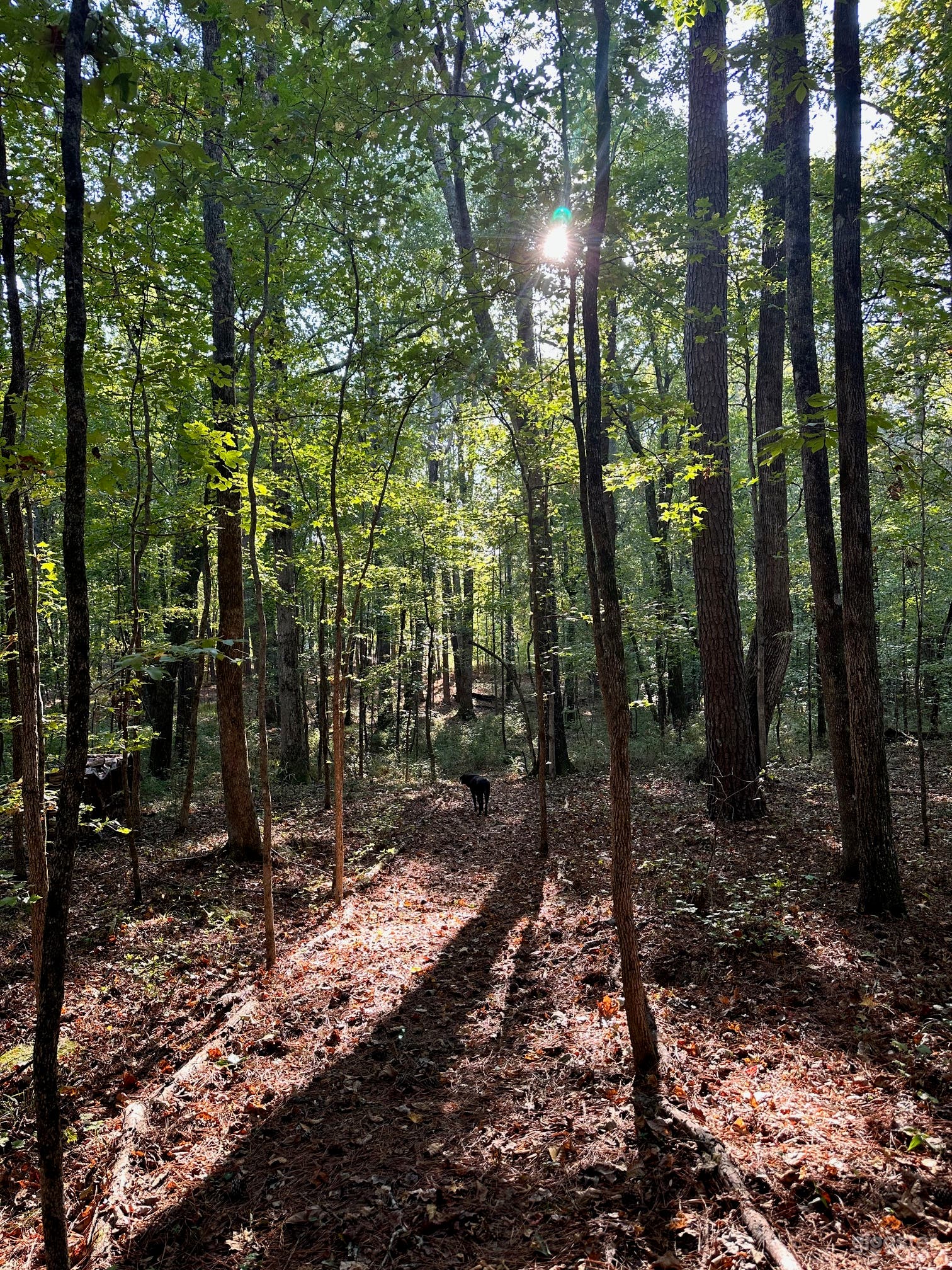 Wooded Backyard Retreat Photo 3