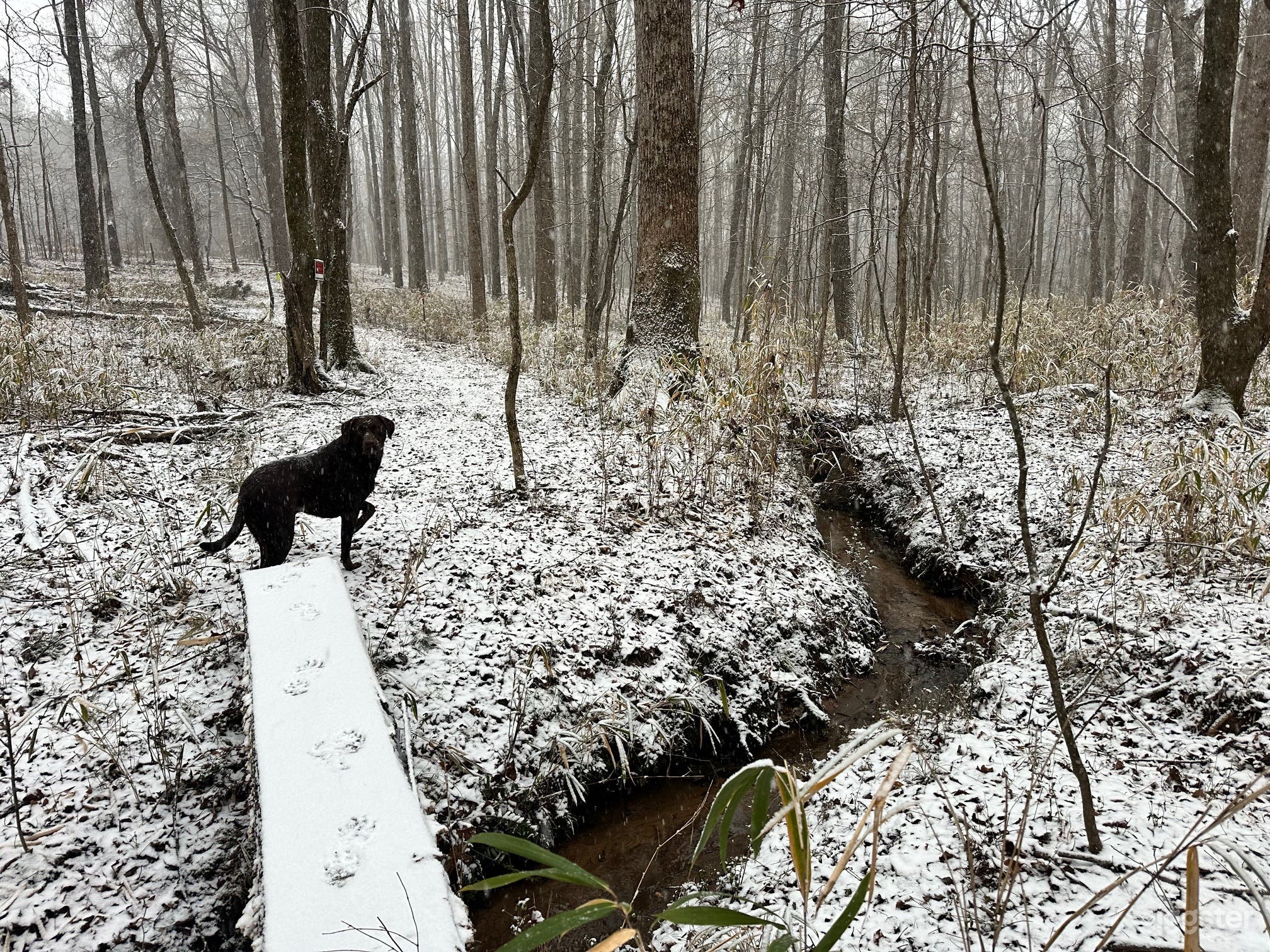 Wooded Backyard Retreat Photo 4