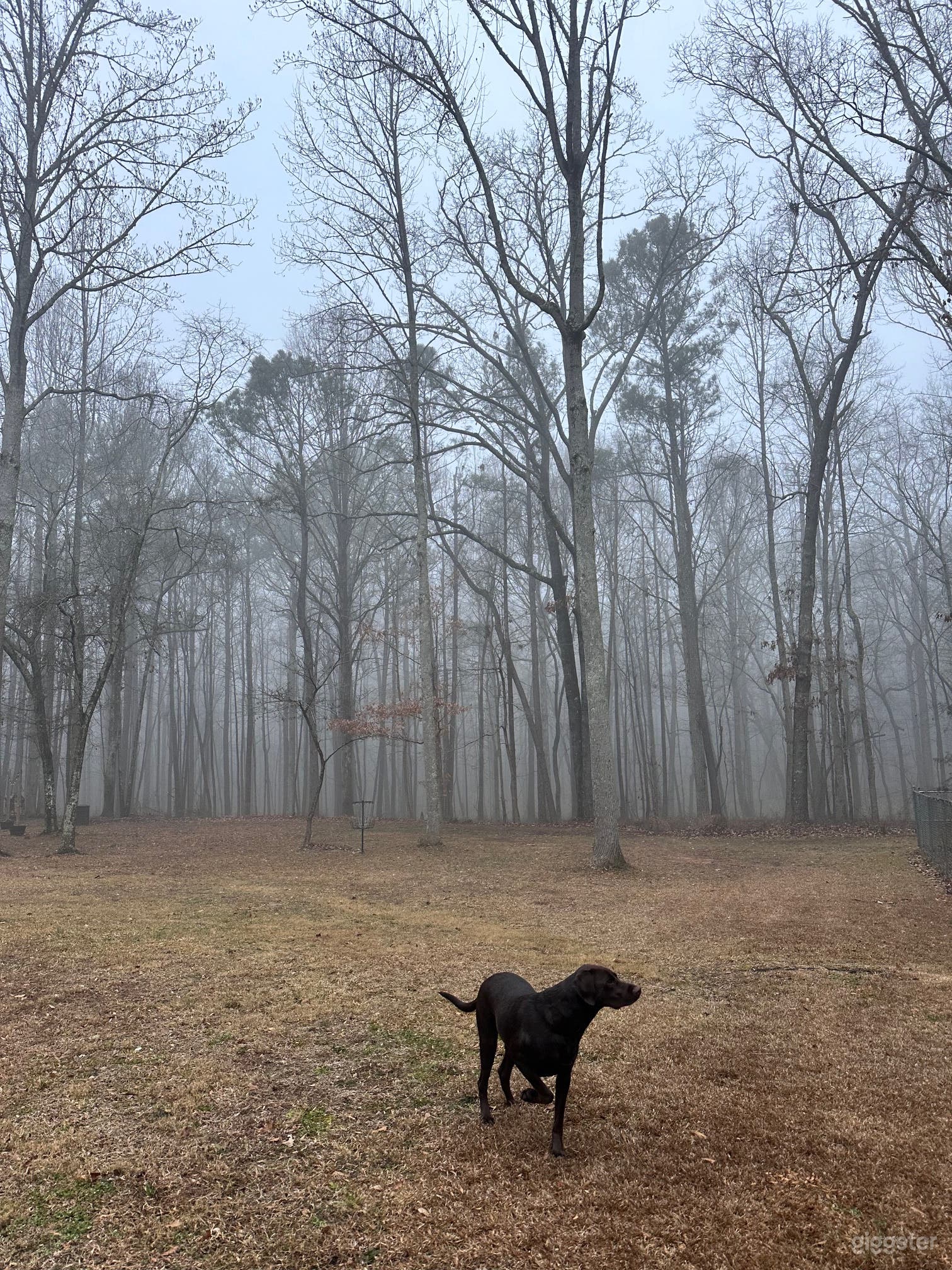 Wooded Backyard Retreat Photo 2