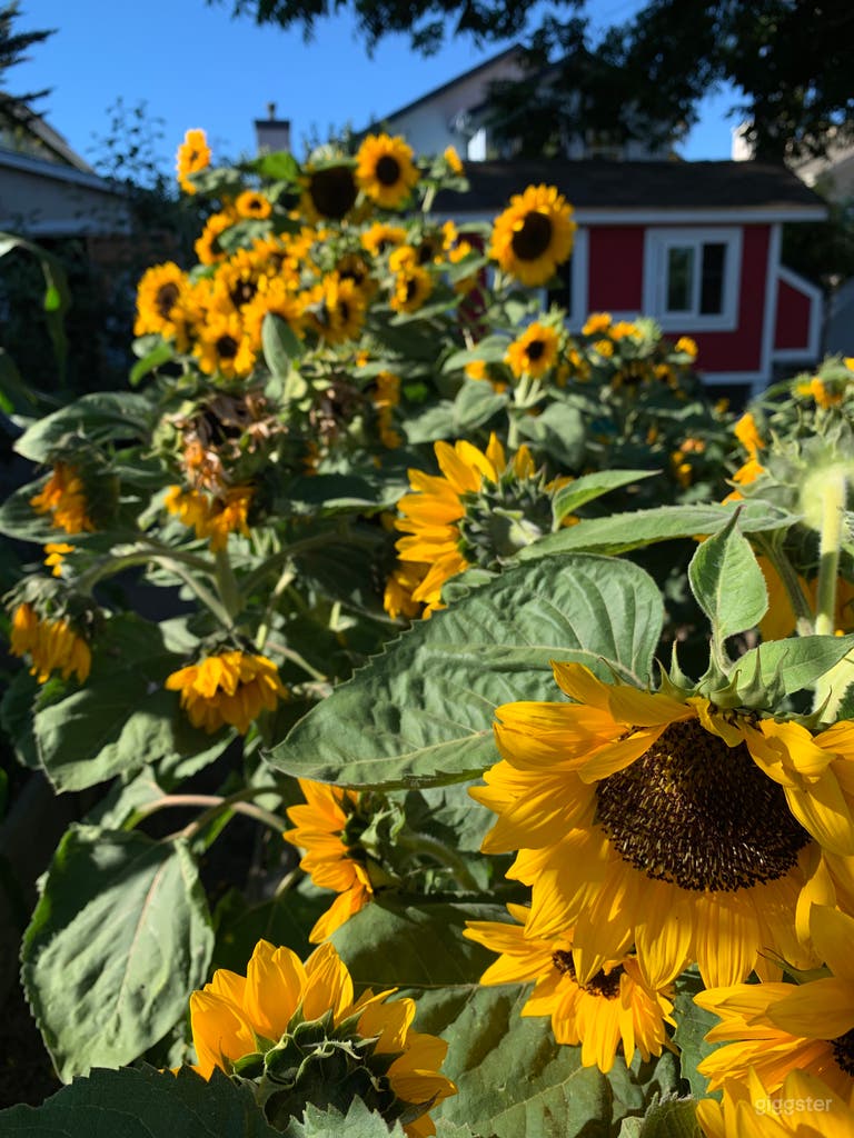 Urban Farm & Homestead 