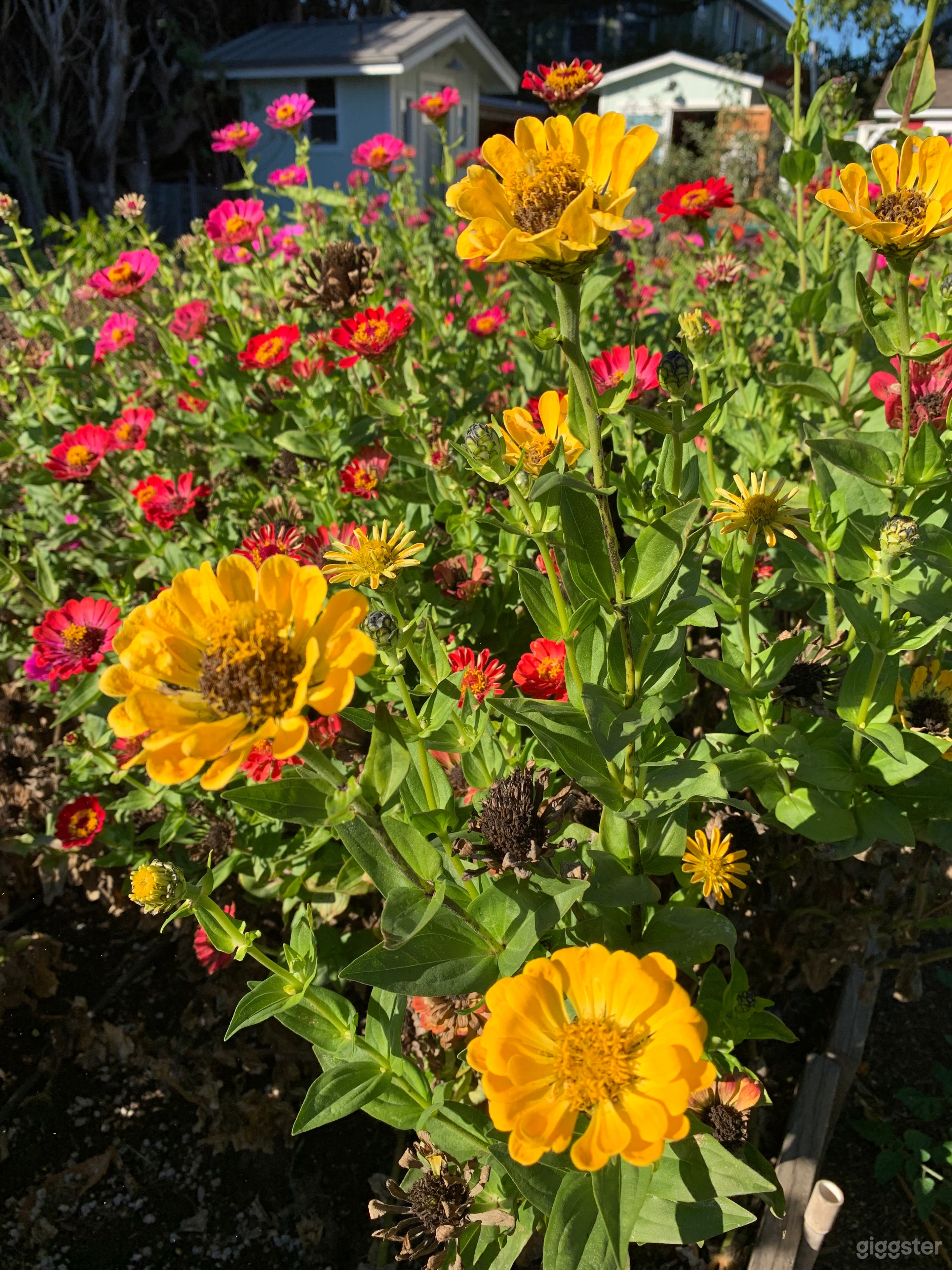 Urban Farm &amp; Homestead Photo 3