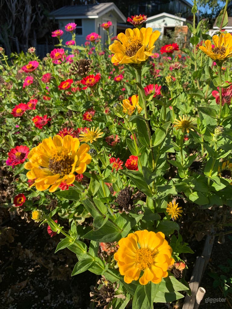  Urban Farm & Homestead 