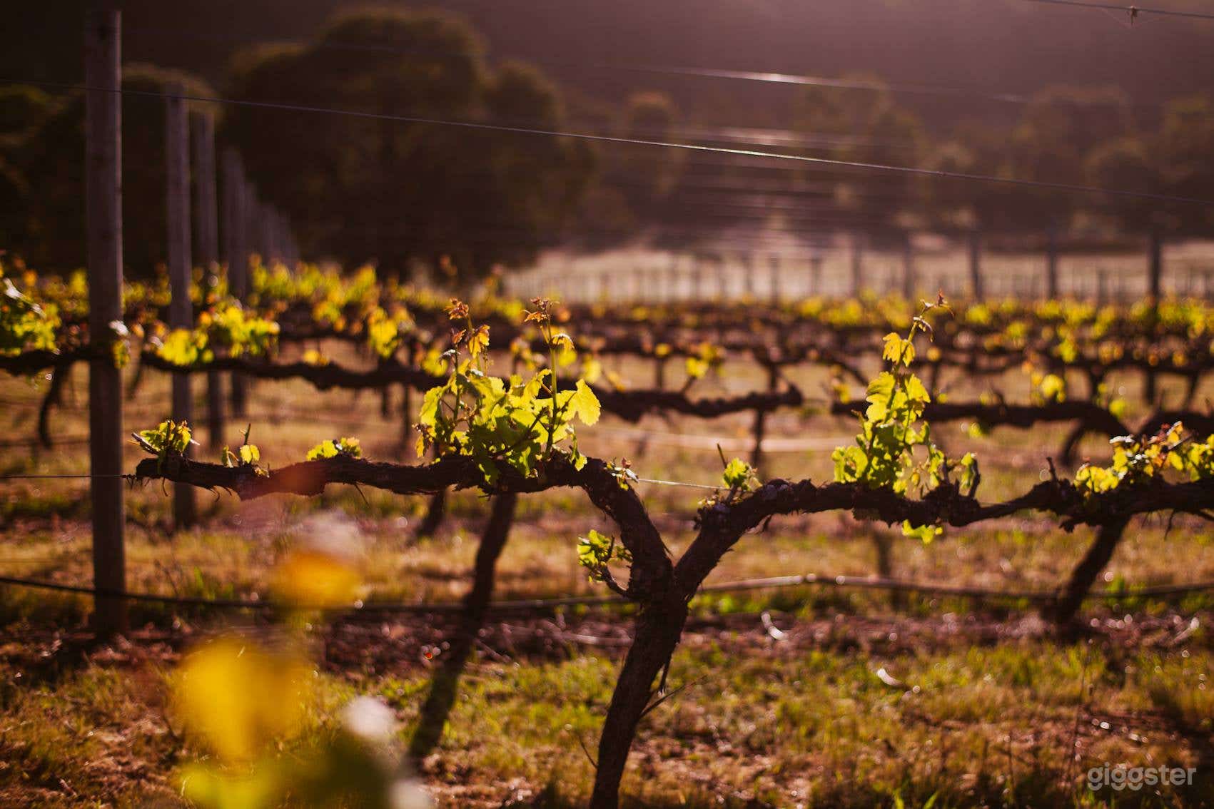 Vineyard for Production Filming and Photoshoot Photo 2