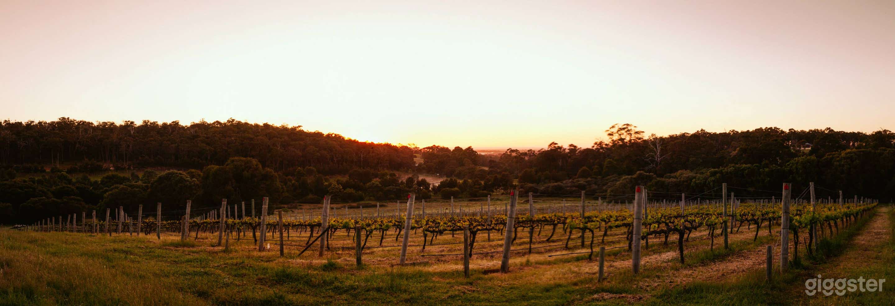 Vineyard for Production Filming and Photoshoot Photo 3