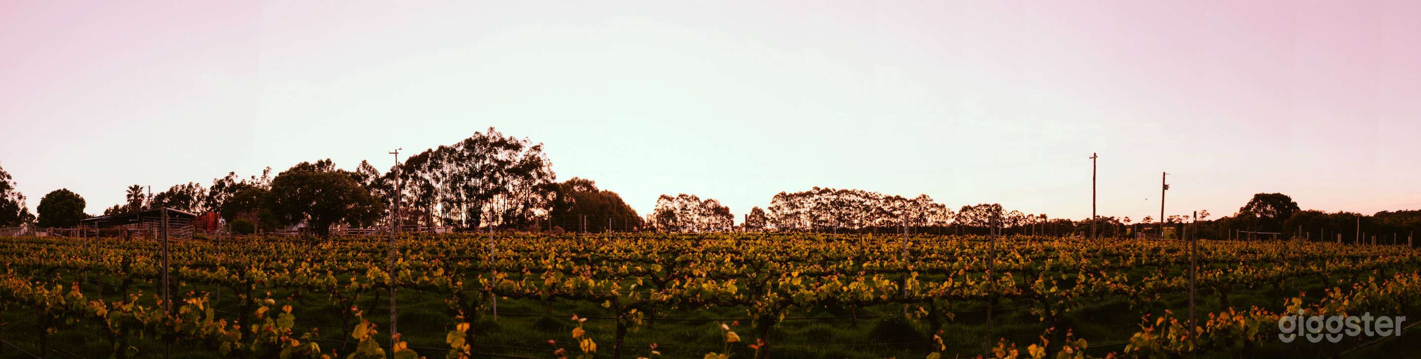 Vineyard for Production Filming and Photoshoot Photo 4