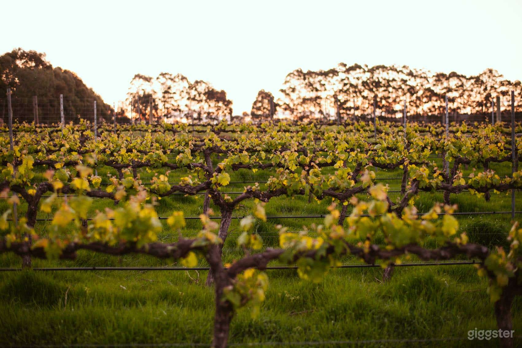 Vineyard for Production Filming and Photoshoot Photo 1