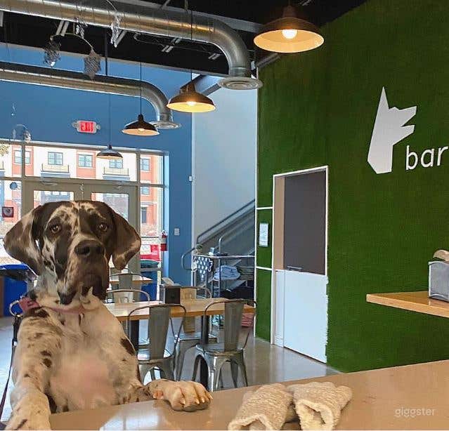  El primer restaurante y bar amigable con perros de DC Metro 