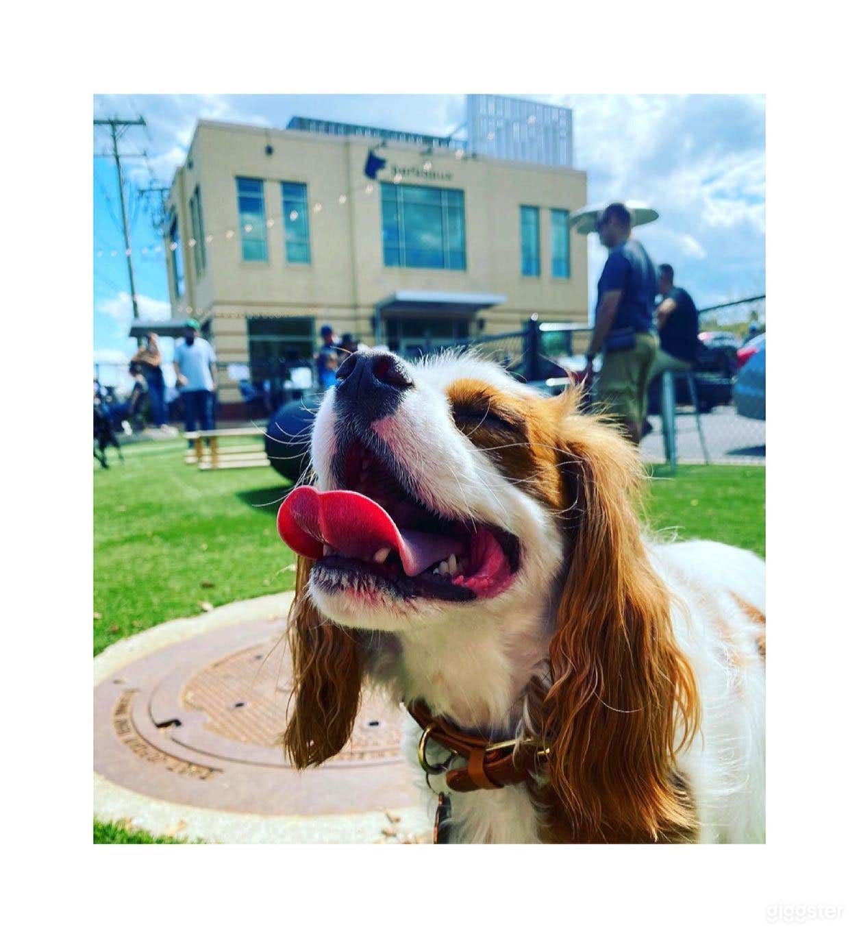 DC Metro's 1st Ever Dog Friendly Restaurant &amp; Bar Photo 4