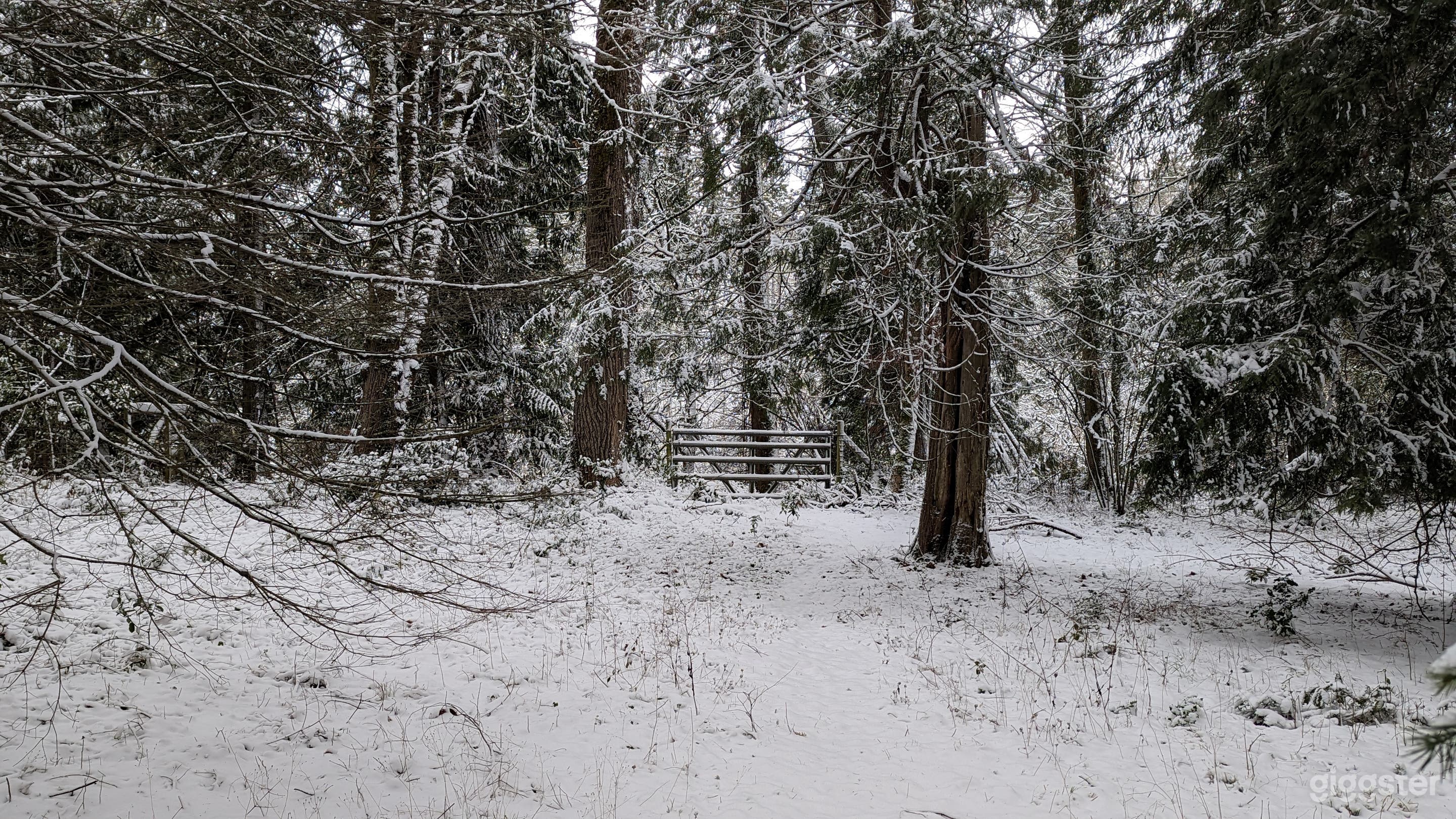 Forest in winter