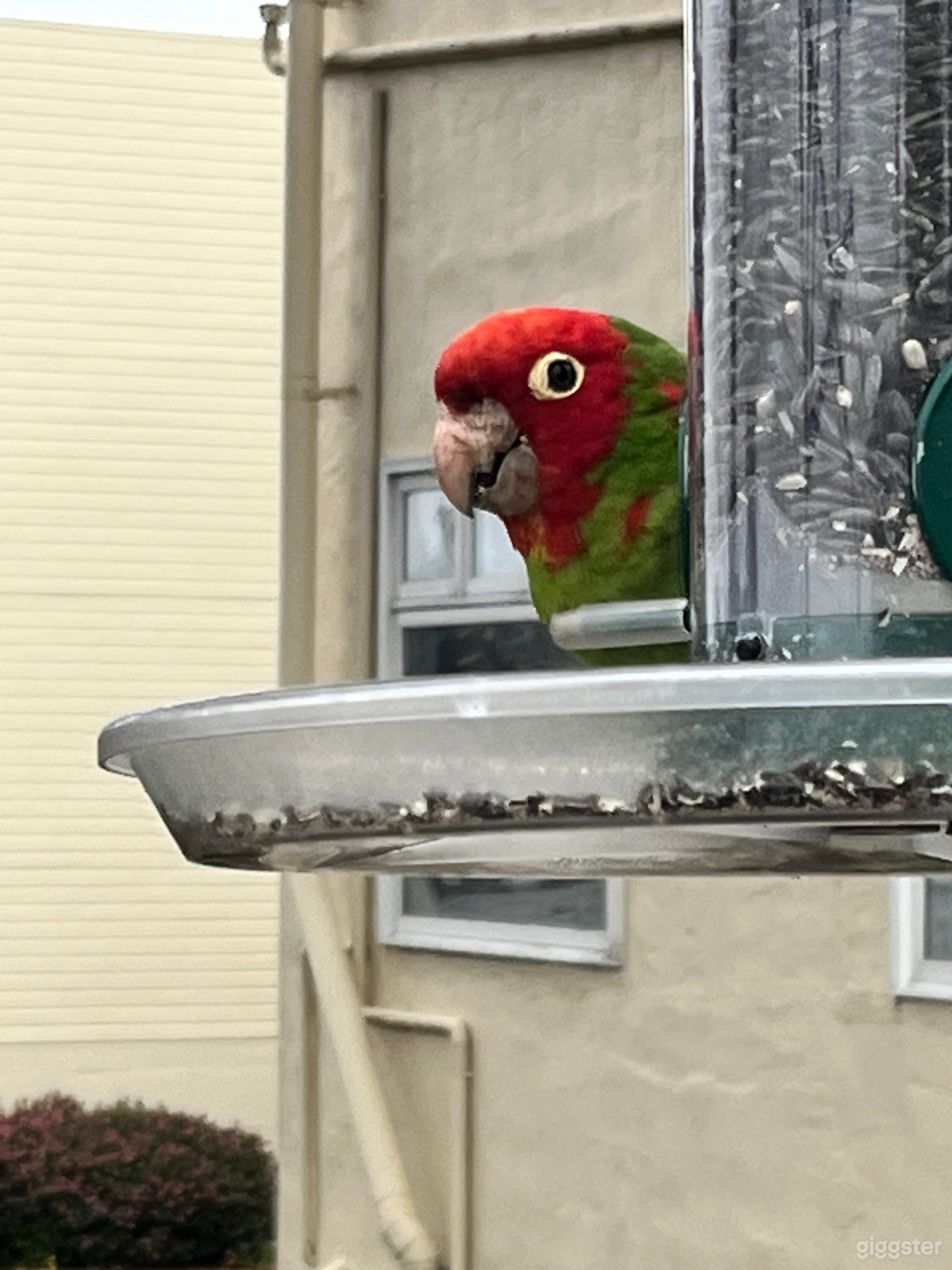 Deck with Parrots of SF Photo 3