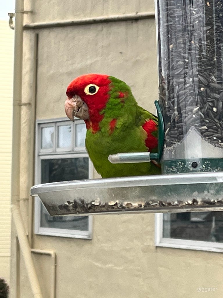  Deck with Parrots of SF 