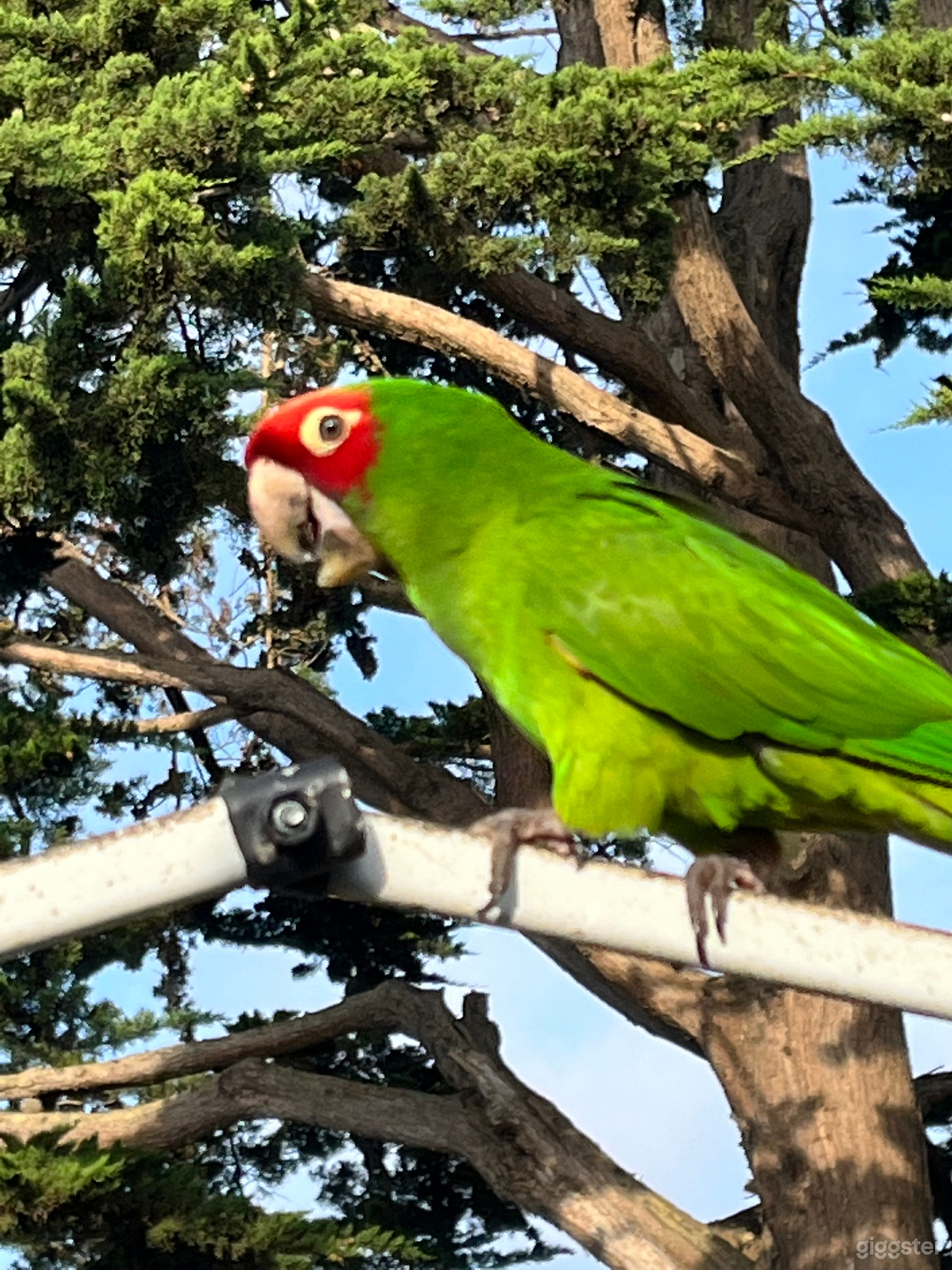 Deck with Parrots of SF Photo 4