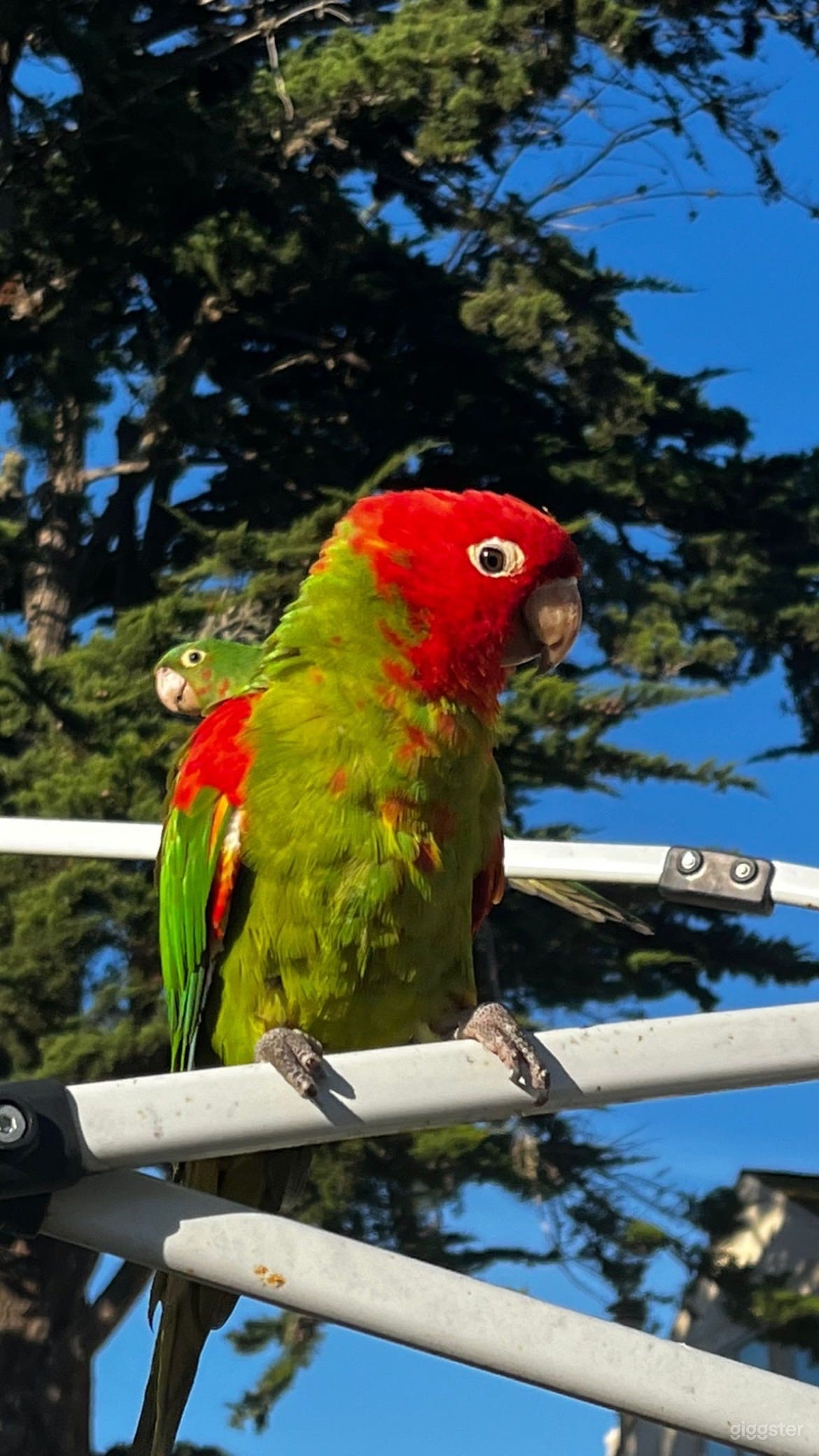 Deck with Parrots of SF Photo 1
