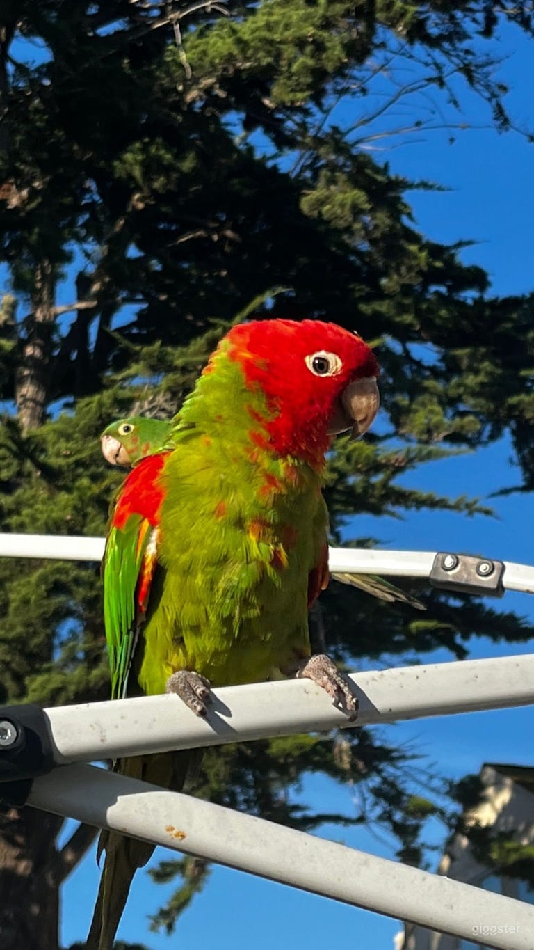  Deck with Parrots of SF 