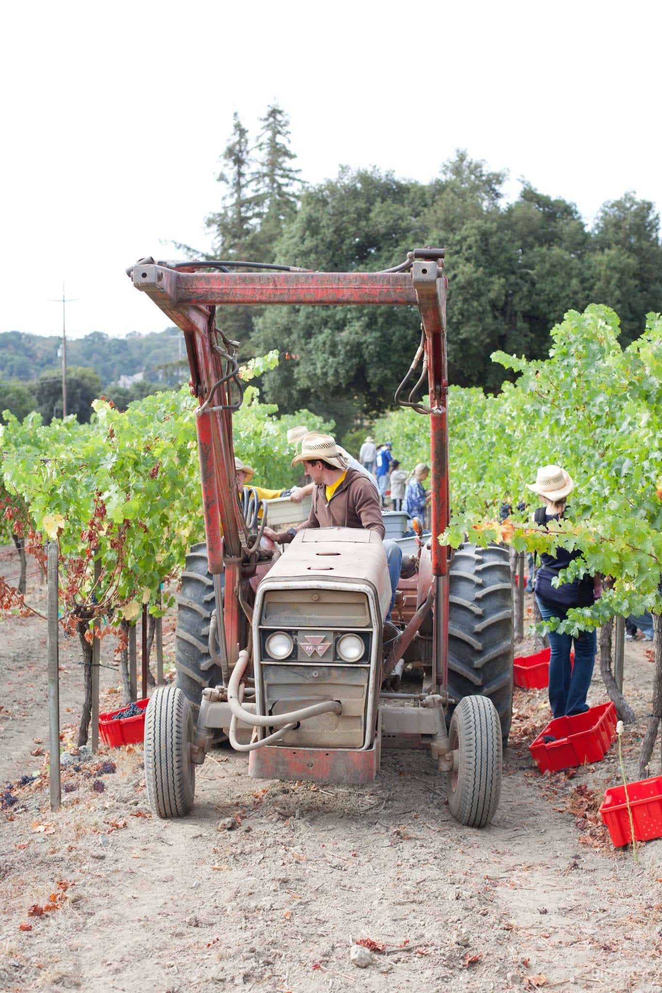 All In One Event Space and Vineyard Farm  Photo 3