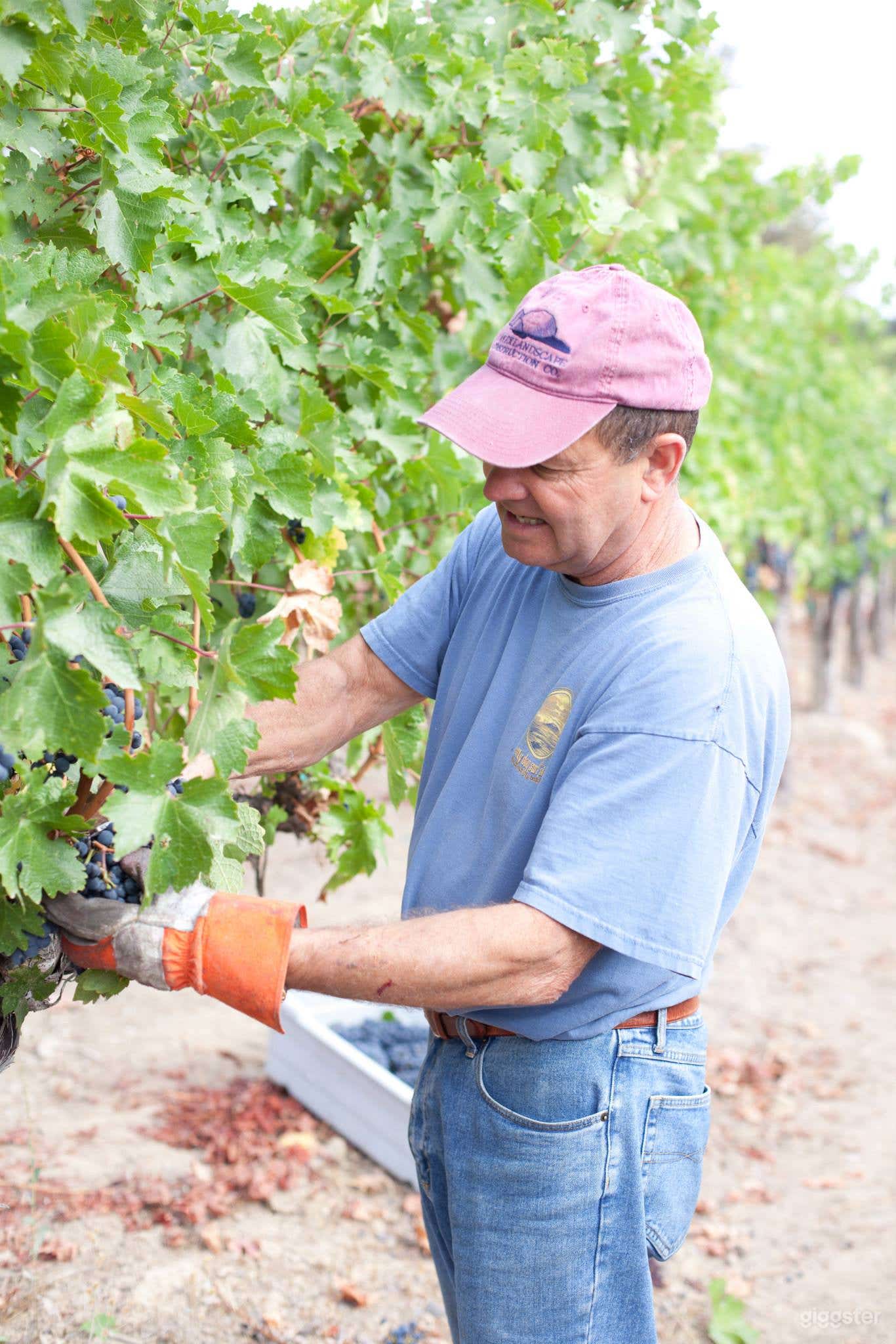 All In One Event Space and Vineyard Farm  Photo 4