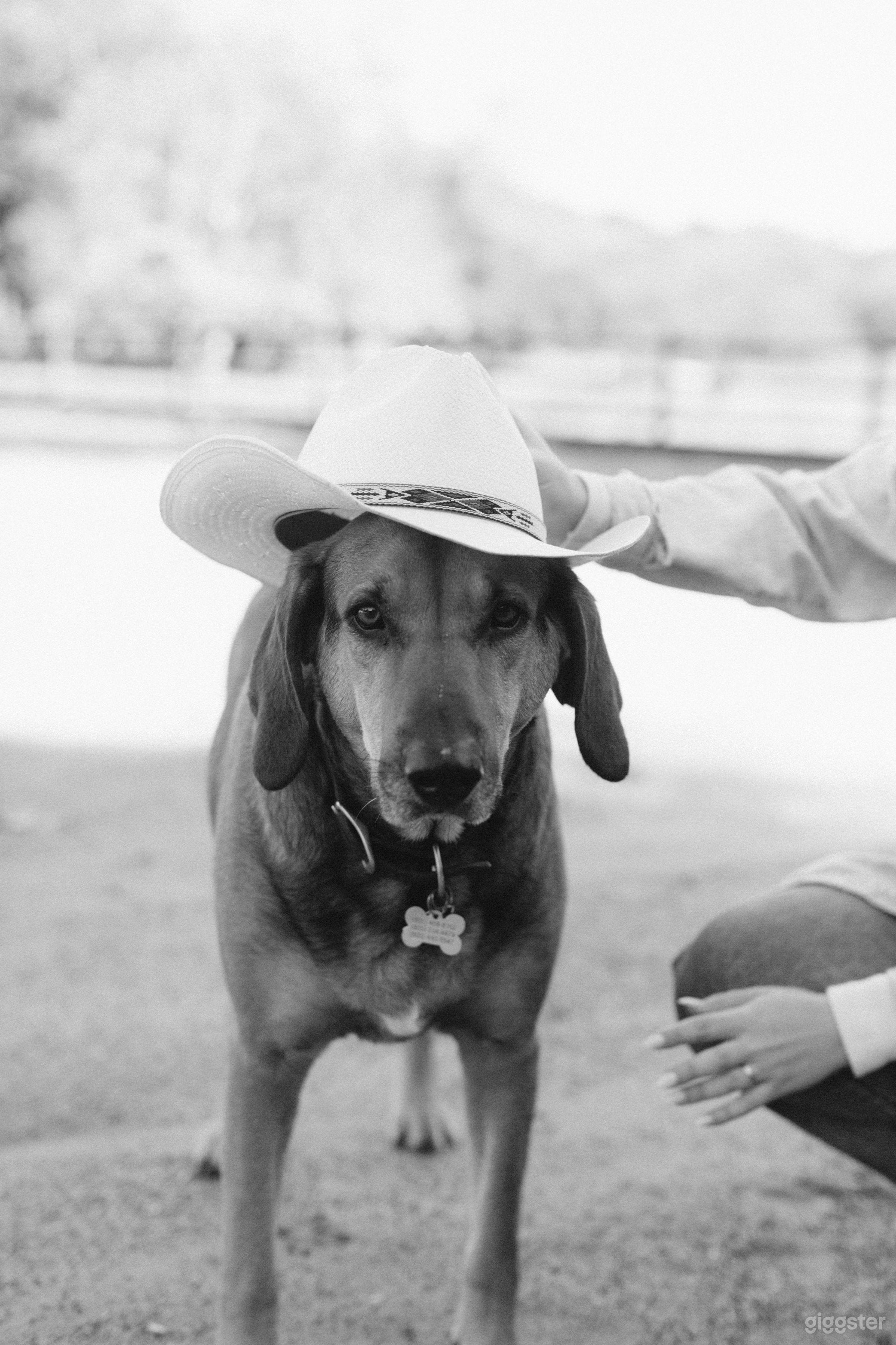 Central Coast Horse Ranch Photo 4