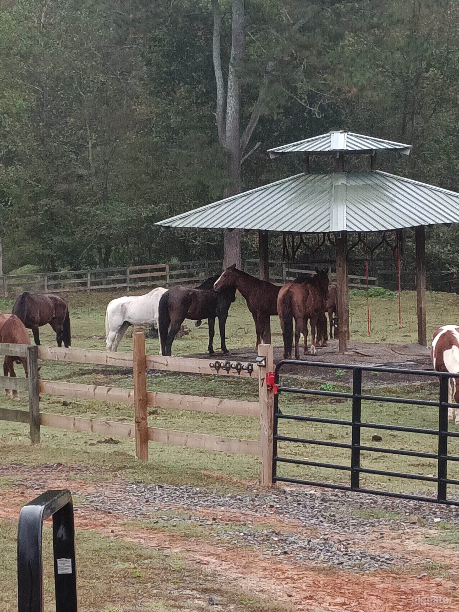 Large Scenic Paddocks Photo 2